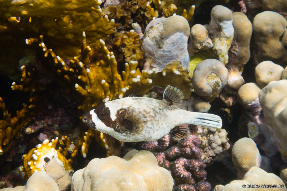 Rotes Meer Schneckenart Unterwasser Fisch Meer Koralle Ozean Mollusk Marine Riff Tropischer Wasser Wirbellose Tauchen aquatische exotische Salzwasser Tier Tauchgang Tauchen Kugelfisch bunte Kolonie Urlaub tief Reisen erkunden Tourismus sea squirt Leben Exploration Aquarium Orte Wildtiere Sonnenlicht Blasen Traum Anemone Unterwasser Schnorcheln Sonne Aal hell Entspannung Schwimmen Tiere Sonnenstrahl seelandschaft Strahl Farbe nass Tiefe unter unter Fische Strahlen unter Seehase Schule harte Korallen Taucher Urlaub unten Chordatiere ruhige schwarz gastropod underwater fish sea coral ocean mollusk marine reef tropical water invertebrate diving aquatic exotic saltwater animal dive scuba puffer colorful colony vacation deep travel explore tourism sea squirt life exploration aquarium places wildlife sunlight bubbles dream anemone undersea snorkeling sun eel bright relaxation swimming animals sunbeam seascape ray color wet depth beneath below fishes rays under sea slug school hard coral diver holiday bottom chordate tranquil black