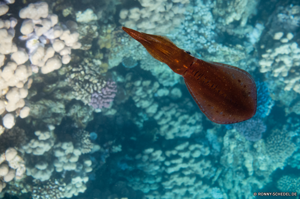 Rotes Meer Riff Fisch Unterwasser Meer Koralle Ozean Wirbellose Tropischer Wasser Tauchen Plattwürmer Marine Wurm Tauchen Tauchgang Strahl aquatische exotische Tier Salzwasser Schneckenart Zitterrochen Reisen Mollusk tief Urlaub bunte Coral reef erkunden Tourismus Schnorcheln Kolonie Schwimmen Leben Wildtiere Schwimmen sea hare Stechrochen Unterwasser Orte Blasen Fische Aquarium unter seelandschaft Traum Taucher Exploration Tierwelt Abenteuer Anemone Tiefe hell Farbe Tiere Schnecke Sommer Grat Sonnenlicht Sonne Aal Entspannung Seehase Schnorchel unten Wendekreis schwarz dunkel Sport Schnapper Scuba diving klar Licht natürliche Höhe ruhige nass Oberfläche reef fish underwater sea coral ocean invertebrate tropical water diving flatworm marine worm scuba dive ray aquatic exotic animal saltwater gastropod electric ray travel mollusk deep vacation colorful coral reef explore tourism snorkeling colony swimming life wildlife swim sea hare stingray undersea places bubbles fishes aquarium under seascape dream diver exploration fauna adventure anemone depth bright color animals slug summer ridge sunlight sun eel relaxation sea slug snorkel bottom tropic black dark sport snapper scuba diving clear light natural elevation tranquil wet surface