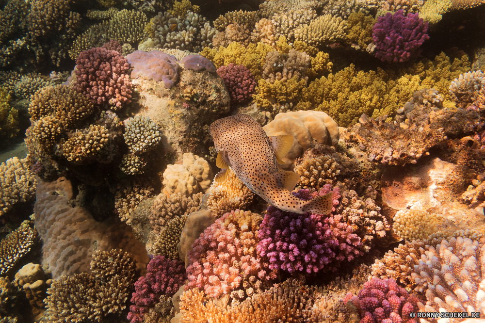 Rotes Meer Coral reef Riff Koralle Unterwasser Fisch Meer Grat Ozean Tropischer Tauchen Wasser Marine aquatische Tauchgang natürliche Höhe Salzwasser exotische Tauchen Aal Reisen Kolonie Hirnkoralle bunte Urlaub Tier tief erkunden geologische formation Exploration Tourismus Steinkorallen Leben Sonnenlicht Wildtiere Aquarium Sonne Orte Traum Sonnenstrahl Schwimmen Unterwasser hell Blasen unter Farbe unter Strahl Entspannung unter Taucher Schule Tiefe Strahlen seelandschaft Scuba diving Schnorcheln Fische Polyp Anemone Wirbellose Oberfläche Tierwelt Klima 3D Sommer nass Licht Schnorchel Urlaub Wild Salz Schwimmen Tiere coral reef reef coral underwater fish sea ridge ocean tropical diving water marine aquatic dive natural elevation saltwater exotic scuba eel travel colony brain coral colorful vacation animal deep explore geological formation exploration tourism stony coral life sunlight wildlife aquarium sun places dream sunbeam swimming undersea bright bubbles under color below ray relaxation beneath diver school depth rays seascape scuba diving snorkeling fishes polyp anemone invertebrate surface fauna climate 3d summer wet light snorkel holiday wild salt swim animals