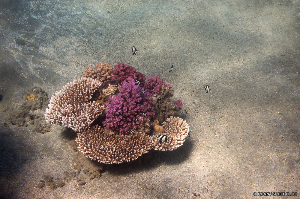 Rotes Meer Sea urchin Stachelhäuter Wirbellose Tier Meer Riff Koralle Ozean Unterwasser Wasser Fisch Tropischer Marine Sand Strand Tauchen Tauchgang Urlaub aquatische exotische Tauchen Reisen Salzwasser Coral reef Seestern Sonne Seeanemone bunte Sommer tief Küste Urlaub Tourismus Sonnenlicht Pflanze Grat Kolonie Welle Farbe Insel Textur Wildtiere Schnorcheln Aquarium hell Hirnkoralle Ufer Amaranth nass erkunden Fels Leben Exploration Salz Entspannen Sie sich closeup natürliche Kraut Kaktus sea urchin echinoderm invertebrate animal sea reef coral ocean underwater water fish tropical marine sand beach diving dive vacation aquatic exotic scuba travel saltwater coral reef starfish sun sea anemone colorful summer deep coast holiday tourism sunlight plant ridge colony wave color island texture wildlife snorkeling aquarium bright brain coral shore amaranth wet explore rock life exploration salt relax closeup natural herb cactus