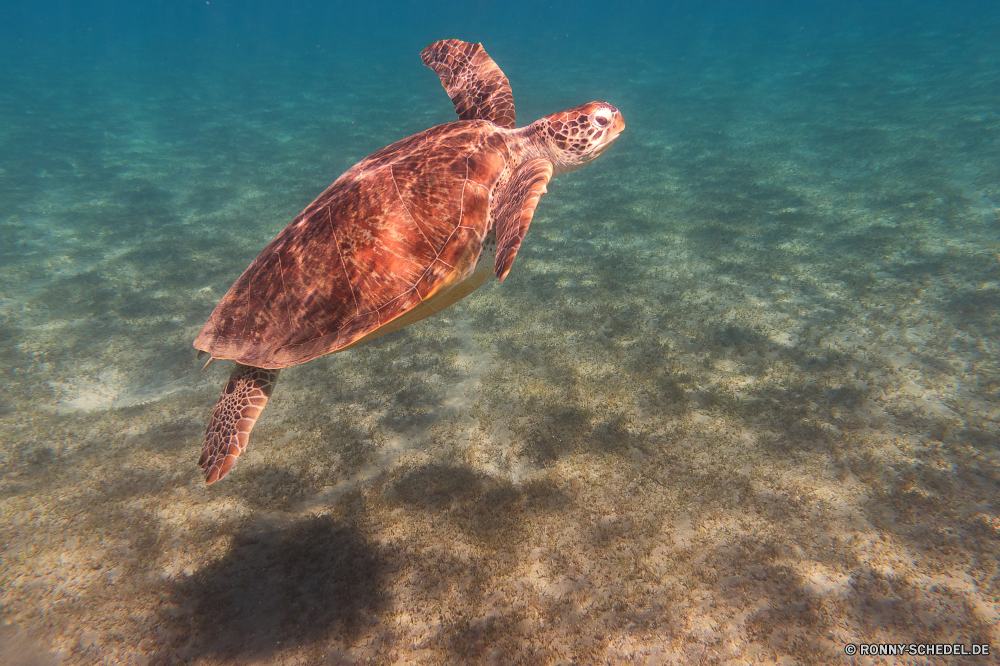 Rotes Meer Unechte Karettschildkröte Meeresschildkröte Schildkröte Meer Ozean Wasser Tropischer Fisch Unterwasser Marine Koralle Strand Tauchen aquatische Urlaub Riff Reisen Tauchgang Schwimmen Sand Tauchen Schwimmen Wildtiere Insel exotische Reptil Sonne tief Leben Tourismus Wild Ufer Sommer Küste Schale seelandschaft Urlaub Himmel Welle Aquarium bunte im freien Paradies Wellen Salzwasser Tropen Landschaft Bucht Schließen Unterwasser gefährdet Kreatur — Tag Entspannen Sie sich Tiere Sport See Sonnenuntergang Erholung Licht auf der Suche Schildkröte unter hell Farbe Klima eine Pflanze natürliche Haustier landschaftlich loggerhead sea turtle turtle sea ocean water tropical fish underwater marine coral beach diving aquatic vacation reef travel dive swim sand scuba swimming wildlife island exotic reptile sun deep life tourism wild shore summer coast shell seascape holiday sky wave aquarium colorful outdoors paradise waves saltwater tropics landscape bay close undersea endangered creature day relax animals sport lake sunset recreation light looking tortoise below bright color climate one plant natural pet scenic