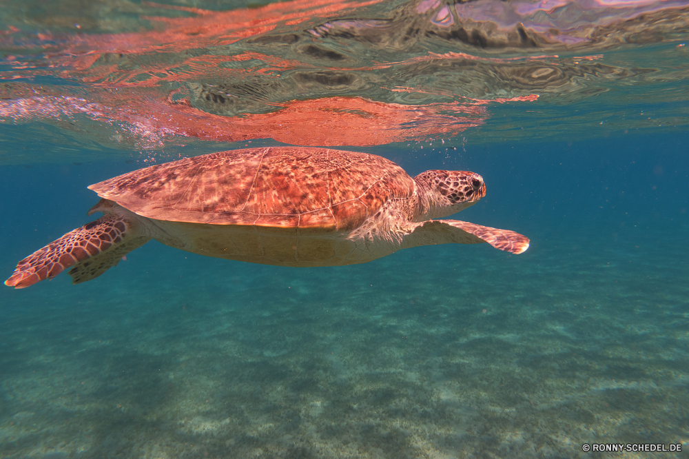 Rotes Meer Unechte Karettschildkröte Meeresschildkröte Schildkröte Wasser Meer Ozean Tropischer Unterwasser Schwimmen Reisen Urlaub Tauchen Riff Sommer Strand Landschaft Fisch Marine Schwimmen im freien Sonne Koralle See Küste Urlaub Leben Tauchen Tauchgang Reptil Wildtiere Himmel Sand Fels Tourismus Wild exotische aquatische Schale Farbe Wolken Sonnenuntergang Welle Sport Schwimmbad Reflexion seelandschaft tief Ufer Wellen bunte Umgebung sonnig Entspannung im freien Park Erholung nass Sonnenlicht schwimmende klar Tiere Insel Szenerie natürliche Berg Fluss Schildkröte landschaftlich Schnorcheln Tag Türkis Stein Entspannen Sie sich Felsen Küste Sonnenaufgang Resort Licht nationalen niedlich loggerhead sea turtle turtle water sea ocean tropical underwater swimming travel vacation diving reef summer beach landscape fish marine swim outdoors sun coral lake coast holiday life scuba dive reptile wildlife sky sand rock tourism wild exotic aquatic shell color clouds sunset wave sport pool reflection seascape deep shore waves colorful environment sunny relaxation outdoor park recreation wet sunlight floating clear animals island scenery natural mountain river tortoise scenic snorkeling day turquoise stone relax rocks coastline sunrise resort light national cute