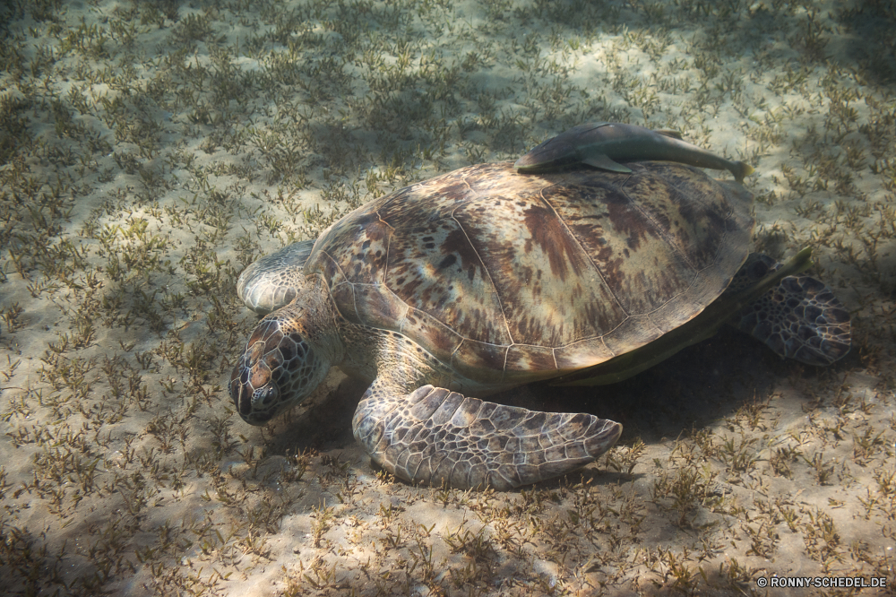 Rotes Meer Meeresschildkröte Schildkröte Unechte Karettschildkröte Reptil Schale langsam Schildkröte Wildtiere Wasser Wild Meer Tropischer Ozean Marine Unterwasser Haustier Zoo Sand Amphibie aquatische Riese Strand Kopf hart Gras exotische Schutz Braun Tauchen Kreatur — Fisch Schließen Park Skala Insel Arten alt closeup Bewegung Wüste Urlaub Sumpfschildkröte Schildkröten gefährdet Koralle niedlich Leben Säugetier Persistenz Herpetologie Crawlen Tauchen Skalen Fels Riff Reisen Augen Teich Schwimmen Haustiere Fuß Tourismus Tiere Umgebung Küste Auge Gesicht sea turtle turtle loggerhead reptile shell slow tortoise wildlife water wild sea tropical ocean marine underwater pet zoo sand amphibian aquatic giant beach head hard grass exotic protection brown diving creature fish close park scale island species old closeup motion desert vacation terrapin turtles endangered coral cute life mammal persistence herpetology crawling scuba scales rock reef travel eyes pond swim pets walking tourism animals environment coast eye face