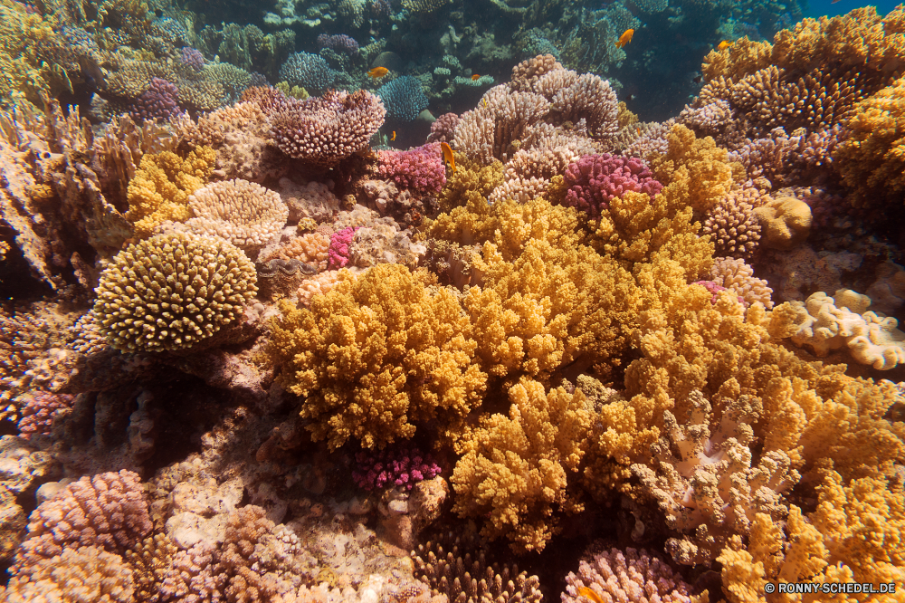 Rotes Meer Coral reef Riff Unterwasser Grat Fisch Koralle Meer Ozean Tropischer natürliche Höhe Tauchen Marine Wasser Tier aquatische Tauchgang Salzwasser exotische Tauchen Polyp Kolonie geologische formation Reisen Sonnenlicht Urlaub bunte coelenterate Exploration Leben tief erkunden Sonne Tourismus Sonnenstrahl Wirbellose Traum Orte hell Blasen Taucher Strahl Unterwasser unter Strahlen Farbe unter seelandschaft Wildtiere Entspannung Aquarium unter Schwimmen Fische Scuba diving Anemone Schule nass 3D Licht Tiefe Salz Tiere Oberfläche klar welligkeit Sonnenschein weiche Sommer Urlaub Klima transparente unter Wasser Schnorcheln Szenen Ruhe coral reef reef underwater ridge fish coral sea ocean tropical natural elevation diving marine water animal aquatic dive saltwater exotic scuba polyp colony geological formation travel sunlight vacation colorful coelenterate exploration life deep explore sun tourism sunbeam invertebrate dream places bright bubbles diver ray undersea below rays color beneath seascape wildlife relaxation aquarium under swimming fishes scuba diving anemone school wet 3d light depth salt animals surface clear ripple sunshine soft summer holiday climate transparent submerged snorkeling scenes calm