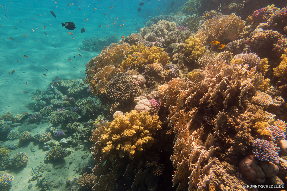 Rotes Meer Coral reef Riff Koralle Unterwasser Fisch Grat Meer Ozean Tropischer Marine Tauchen Wasser aquatische natürliche Höhe Tier Salzwasser Tauchgang exotische Sonnenlicht Tauchen Sonne Sonnenstrahl Kolonie Reisen Strahlen Polyp geologische formation bunte Strahl Urlaub Exploration Tourismus erkunden tief hell coelenterate Leben Wirbellose unter unter Entspannung seelandschaft nass Taucher Orte unter welligkeit Traum Sonnenschein Farbe Blasen Unterwasser 3D Flüssigkeit Fische transparente unter Wasser Oberfläche Licht Reinheit Scuba diving Anemone Sonnenstrahlen frische Luft Schule Erholung Tiefe Salz Aquarium gelassene Sommer Szenen klar Urlaub See Ruhe frisch weiche Wildtiere ins Rollen gerendert Schwimmen Harmonie Anemonenfisch Kopie Ruhe Raum Bewegung dunkel ruhige coral reef reef coral underwater fish ridge sea ocean tropical marine diving water aquatic natural elevation animal saltwater dive exotic sunlight scuba sun sunbeam colony travel rays polyp geological formation colorful ray vacation exploration tourism explore deep bright coelenterate life invertebrate beneath below relaxation seascape wet diver places under ripple dream sunshine color bubbles undersea 3d liquid fishes transparent submerged surface light purity scuba diving anemone sunbeams freshness school recreation depth salt aquarium serene summer scenes clear holiday lake calm fresh soft wildlife rolling rendered swimming harmony anemone fish copy tranquility space movement dark tranquil