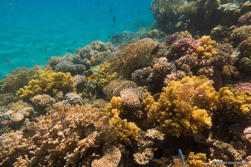 Rotes Meer Coral reef Riff Grat Unterwasser Koralle Fisch Meer natürliche Höhe Ozean Tropischer Tauchen Wasser Marine aquatische Tier Salzwasser Tauchgang exotische geologische formation Tauchen Kolonie Reisen Sonnenlicht bunte Sonne Exploration Sonnenstrahl Urlaub erkunden Leben tief Tourismus hell Strahlen unter Strahl Orte Traum unter seelandschaft Farbe Taucher Entspannung unter Blasen Scuba diving Unterwasser Schule 3D nass Wildtiere Schwimmen Salz Oberfläche Licht Anemone Fische welligkeit Sommer Tiere Urlaub Aquarium Tiefe klar Sonnenschein weiche unter Wasser Szenen Ruhe ruhige transparente Sonnenstrahlen ins Rollen gerendert Türkis Klima gelassene idyllische Reinheit See Kopie coral reef reef ridge underwater coral fish sea natural elevation ocean tropical diving water marine aquatic animal saltwater dive exotic geological formation scuba colony travel sunlight colorful sun exploration sunbeam vacation explore life deep tourism bright rays below ray places dream beneath seascape color diver relaxation under bubbles scuba diving undersea school 3d wet wildlife swimming salt surface light anemone fishes ripple summer animals holiday aquarium depth clear sunshine soft submerged scenes calm tranquil transparent sunbeams rolling rendered turquoise climate serene idyllic purity lake copy