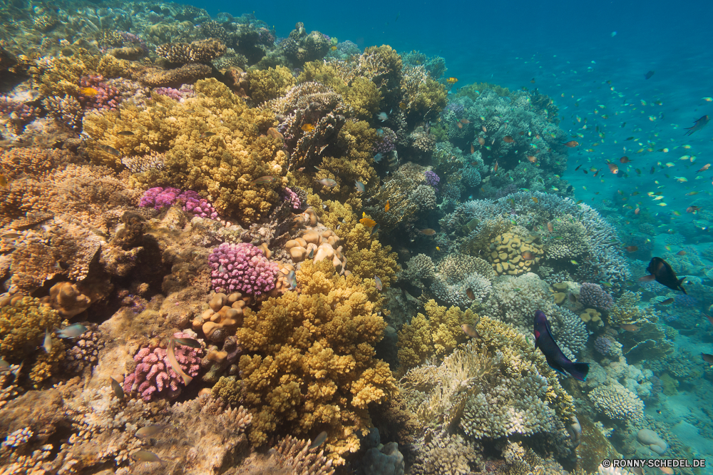 Rotes Meer Coral reef Riff Grat Unterwasser Koralle Fisch Meer Ozean Tauchen natürliche Höhe Wasser Tropischer Marine aquatische Salzwasser Tier Tauchgang Tauchen exotische Reisen geologische formation Sonnenlicht Kolonie Sonne bunte Urlaub Sonnenstrahl tief Tourismus erkunden Exploration Leben Strahlen unter Orte Taucher Strahl Traum unter Entspannung hell Blasen unter seelandschaft Farbe Unterwasser Tiefe Wildtiere 3D Scuba diving Schwimmen Oberfläche Schule nass Sommer Anemone Fische welligkeit klar Licht ruhige unter Wasser Szenen Sonnenschein Aquarium See friedliche Ruhe transparente Sonnenstrahlen Schnorcheln ins Rollen Salz Schwimmen gerendert Urlaub gelassene dunkel Tiere weiche Kopie atmosphärische Wellen hilfst du Polyp Szene Ruhe Raum Türkis horizontale idyllische Landschaft coral reef reef ridge underwater coral fish sea ocean diving natural elevation water tropical marine aquatic saltwater animal dive scuba exotic travel geological formation sunlight colony sun colorful vacation sunbeam deep tourism explore exploration life rays below places diver ray dream beneath relaxation bright bubbles under seascape color undersea depth wildlife 3d scuba diving swimming surface school wet summer anemone fishes ripple clear light tranquil submerged scenes sunshine aquarium lake peaceful calm transparent sunbeams snorkeling rolling salt swim rendered holiday serene dark animals soft copy waves atmospheric inviting polyp scene tranquility space turquoise horizontal idyllic landscape