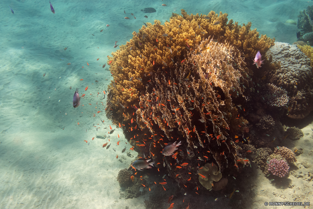 Rotes Meer Sea urchin Stachelhäuter Wirbellose Tier Unterwasser Koralle Riff Meer Fisch Ozean Tropischer Tauchen Marine Wasser aquatische Salzwasser exotische Tauchgang Tauchen Kolonie Sonnenlicht Sonne bunte Reisen Sonnenstrahl erkunden Exploration Urlaub hell Tourismus tief Coral reef Strahlen Leben Strahl Orte unter unter Farbe Traum Entspannung unter seelandschaft nass Taucher Blasen 3D Fische welligkeit Unterwasser Grat Schule Salz Licht Sonnenschein Urlaub Oberfläche Schwimmen klar Sommer Anemone unter Wasser Wildtiere Tiefe See weiche Scuba diving Sonnenstrahlen Aquarium Flüssigkeit gelassene Ruhe transparente harte Korallen Szenen ins Rollen natürliche Höhe gerendert Erholung Kopie sea urchin echinoderm invertebrate animal underwater coral reef sea fish ocean tropical diving marine water aquatic saltwater exotic dive scuba colony sunlight sun colorful travel sunbeam explore exploration vacation bright tourism deep coral reef rays life ray places beneath below color dream relaxation under seascape wet diver bubbles 3d fishes ripple undersea ridge school salt light sunshine holiday surface swimming clear summer anemone submerged wildlife depth lake soft scuba diving sunbeams aquarium liquid serene calm transparent hard coral scenes rolling natural elevation rendered recreation copy