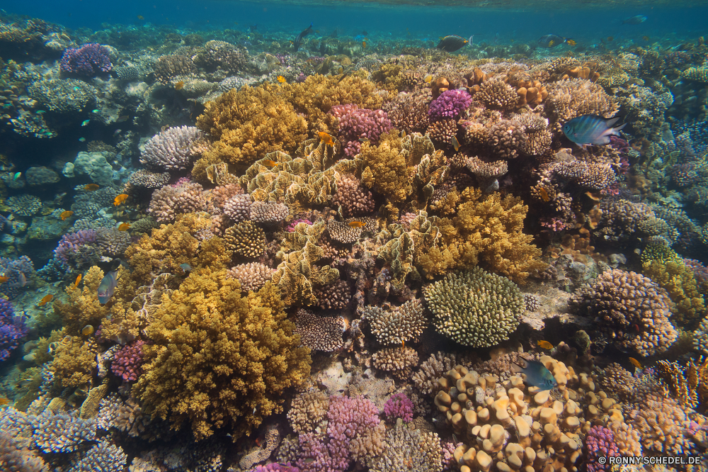 Rotes Meer Coral reef Riff Grat Koralle Unterwasser Fisch Meer Ozean natürliche Höhe Tropischer Tauchen Marine Wasser Tier aquatische Salzwasser Tauchgang exotische Tauchen geologische formation Kolonie Sonnenlicht Reisen bunte tief Sonne Leben Urlaub Tourismus erkunden Exploration Polyp Sonnenstrahl hell coelenterate Unterwasser Strahlen Wirbellose Farbe Traum unter Orte Schule Strahl unter seelandschaft Wildtiere Blasen Scuba diving Licht nass Schwimmen Taucher Entspannung Salz unter welligkeit klar Sonnenschein Kaktus Aquarium 3D Fische Urlaub weiche Sommer Klima Tiere Anemone Flüssigkeit Hirnkoralle transparente Oberfläche coral reef reef ridge coral underwater fish sea ocean natural elevation tropical diving marine water animal aquatic saltwater dive exotic scuba geological formation colony sunlight travel colorful deep sun life vacation tourism explore exploration polyp sunbeam bright coelenterate undersea rays invertebrate color dream below places school ray beneath seascape wildlife bubbles scuba diving light wet swimming diver relaxation salt under ripple clear sunshine cactus aquarium 3d fishes holiday soft summer climate animals anemone liquid brain coral transparent surface