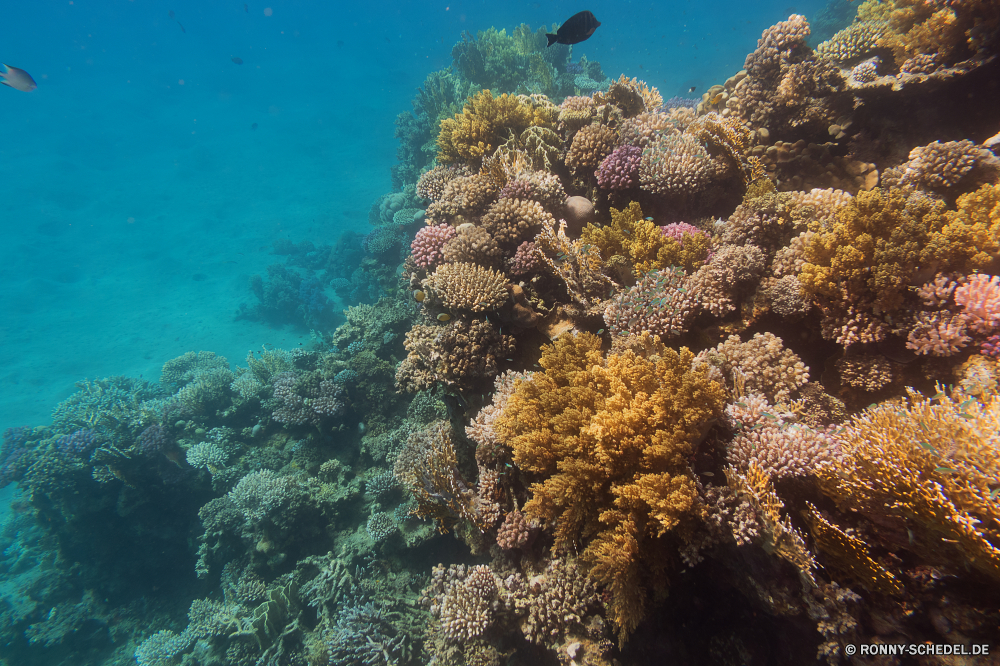 Rotes Meer Coral reef Riff Grat Unterwasser Koralle Fisch Meer Ozean natürliche Höhe Tauchen Tropischer Marine Wasser aquatische Tier Salzwasser Tauchgang exotische Tauchen geologische formation Sonnenlicht Kolonie Reisen Sonne Sonnenstrahl tief bunte Exploration Urlaub erkunden Leben Tourismus Strahlen hell unter Strahl unter Orte Entspannung Taucher seelandschaft Traum Farbe Unterwasser unter Blasen 3D Polyp nass Scuba diving Tiefe Schule Salz welligkeit Sonnenschein Licht Fische Aquarium coelenterate Schwimmen Oberfläche Anemone unter Wasser Wildtiere klar Sommer Urlaub weiche Sonnenstrahlen Szenen gelassene Ruhe Wirbellose ruhige transparente ins Rollen Ruhe Flüssigkeit gerendert idyllische Tiere Reinheit See Kopie atmosphärische Wellen hilfst du Raum horizontale Bewegung dunkel frische Luft friedliche Erholung coral reef reef ridge underwater coral fish sea ocean natural elevation diving tropical marine water aquatic animal saltwater dive exotic scuba geological formation sunlight colony travel sun sunbeam deep colorful exploration vacation explore life tourism rays bright below ray beneath places relaxation diver seascape dream color undersea under bubbles 3d polyp wet scuba diving depth school salt ripple sunshine light fishes aquarium coelenterate swimming surface anemone submerged wildlife clear summer holiday soft sunbeams scenes serene calm invertebrate tranquil transparent rolling tranquility liquid rendered idyllic animals purity lake copy waves atmospheric inviting space horizontal movement dark freshness peaceful recreation