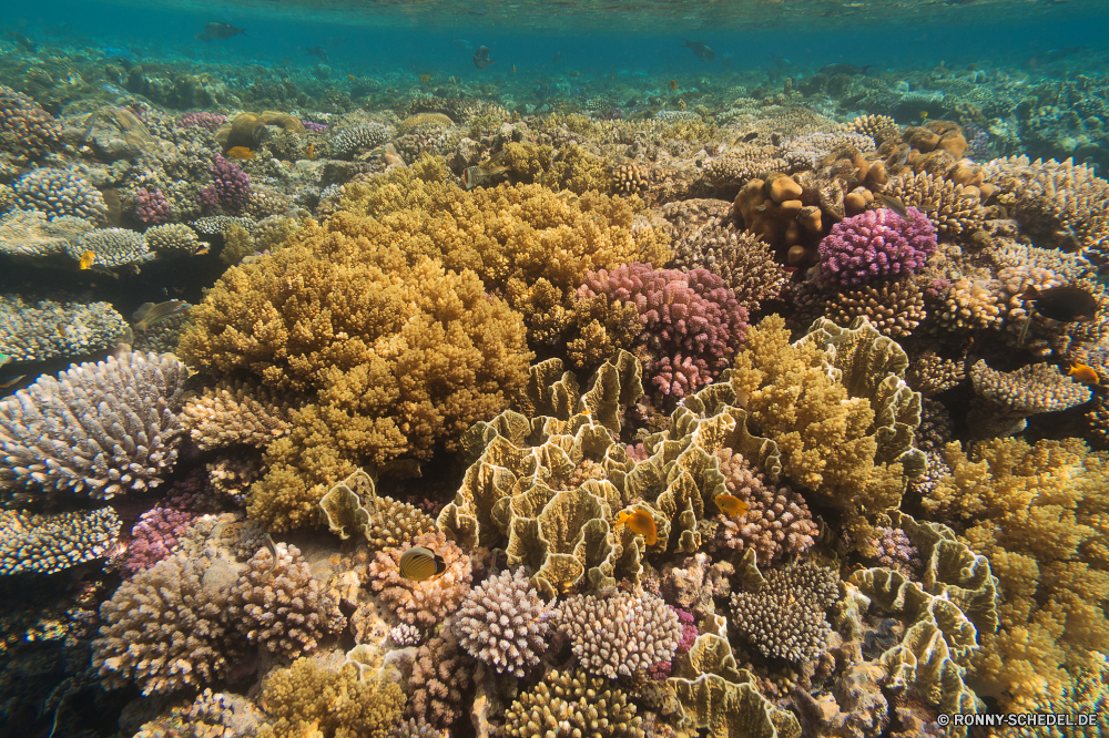 Rotes Meer Coral reef Riff Grat Koralle Meer Unterwasser natürliche Höhe Fisch Ozean Tropischer Wasser Tier Tauchen Marine Tauchgang aquatische exotische Salzwasser geologische formation Tauchen Sonnenlicht Reisen Kolonie Sonne bunte Urlaub Tourismus tief Leben erkunden Exploration Sonnenstrahl Unterwasser Wirbellose Kaktus Farbe Licht hell Polyp Traum Sea urchin Landschaft Scuba diving unter Taucher unter Orte Schule Strahlen seelandschaft klar Urlaub Fels coelenterate Entspannung Pflanze Salz Sommer Stachelhäuter Blasen Strahl 3D nass Szene Aquarium Fische Sand unter Schwimmen Stein im freien natürliche weiche Küste Wildtiere Oberfläche Himmel coral reef reef ridge coral sea underwater natural elevation fish ocean tropical water animal diving marine dive aquatic exotic saltwater geological formation scuba sunlight travel colony sun colorful vacation tourism deep life explore exploration sunbeam undersea invertebrate cactus color light bright polyp dream sea urchin landscape scuba diving beneath diver below places school rays seascape clear holiday rock coelenterate relaxation plant salt summer echinoderm bubbles ray 3d wet scene aquarium fishes sand under swimming stone outdoors natural soft coast wildlife surface sky