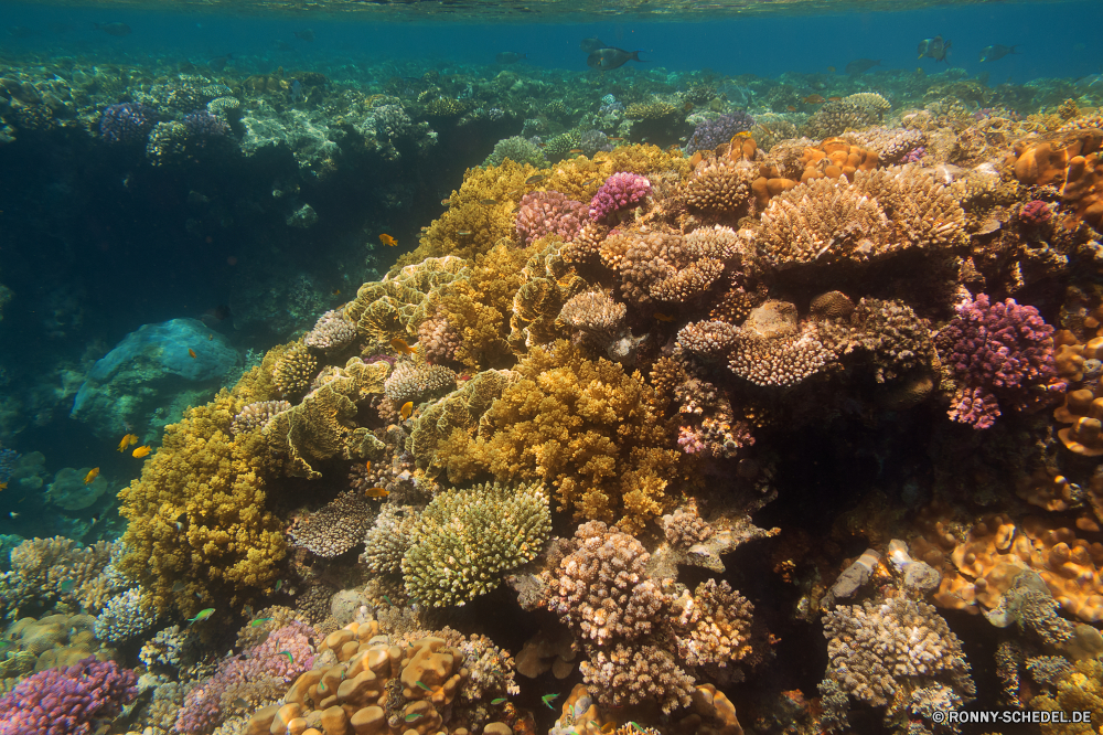 Rotes Meer Coral reef Riff Grat Unterwasser Koralle Fisch Meer Ozean natürliche Höhe Tauchen Tropischer Wasser Marine aquatische Tier Salzwasser Tauchgang exotische Tauchen Sonnenlicht geologische formation Kolonie Reisen Sonne Sonnenstrahl bunte Exploration Urlaub erkunden Strahlen Tourismus tief Leben Strahl unter hell unter Orte Entspannung Polyp seelandschaft Traum unter Farbe nass Taucher Schule Blasen 3D coelenterate Unterwasser welligkeit Scuba diving Sonnenschein Fische Salz Schwimmen Oberfläche Licht unter Wasser Wirbellose Urlaub Wildtiere Tiefe Sommer Sonnenstrahlen transparente Szenen klar Flüssigkeit gelassene Tiere Aquarium Reinheit Ruhe ruhige weiche Erholung ins Rollen Ruhe gerendert idyllische frische Luft See Kopie atmosphärische Wellen Anemone hilfst du Raum horizontale dunkel Harmonie friedliche frisch coral reef reef ridge underwater coral fish sea ocean natural elevation diving tropical water marine aquatic animal saltwater dive exotic scuba sunlight geological formation colony travel sun sunbeam colorful exploration vacation explore rays tourism deep life ray below bright beneath places relaxation polyp seascape dream under color wet diver school bubbles 3d coelenterate undersea ripple scuba diving sunshine fishes salt swimming surface light submerged invertebrate holiday wildlife depth summer sunbeams transparent scenes clear liquid serene animals aquarium purity calm tranquil soft recreation rolling tranquility rendered idyllic freshness lake copy waves atmospheric anemone inviting space horizontal dark harmony peaceful fresh