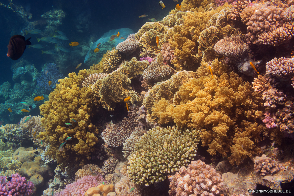 Rotes Meer Coral reef Riff Grat Unterwasser Koralle Fisch Meer Ozean Tropischer Tauchen natürliche Höhe Marine Wasser Tier aquatische Tauchgang Salzwasser Tauchen exotische geologische formation Sonnenlicht Kolonie Polyp Reisen tief Urlaub Sonne bunte coelenterate Sonnenstrahl Tourismus erkunden Leben Exploration Wirbellose hell Strahlen Strahl Wildtiere Unterwasser Traum unter Orte Farbe seelandschaft Entspannung Taucher unter Blasen unter Schwimmen Aquarium Scuba diving Schule nass Anemone Tiefe 3D Licht Fische Salz Oberfläche welligkeit klar Sonnenschein Sommer Schnorcheln Tiere weiche transparente Flüssigkeit Klima ruhige Erholung unter Wasser Urlaub Szenen Wild Türkis Sport Reinheit Ruhe coral reef reef ridge underwater coral fish sea ocean tropical diving natural elevation marine water animal aquatic dive saltwater scuba exotic geological formation sunlight colony polyp travel deep vacation sun colorful coelenterate sunbeam tourism explore life exploration invertebrate bright rays ray wildlife undersea dream below places color seascape relaxation diver beneath bubbles under swimming aquarium scuba diving school wet anemone depth 3d light fishes salt surface ripple clear sunshine summer snorkeling animals soft transparent liquid climate tranquil recreation submerged holiday scenes wild turquoise sport purity calm