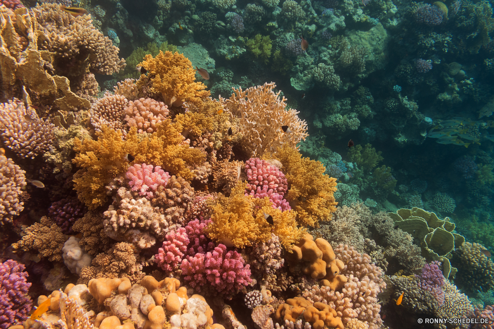 Rotes Meer Coral reef Riff Unterwasser Grat Koralle Fisch Meer Ozean Tropischer Marine Tauchen natürliche Höhe Wasser aquatische Tier Salzwasser Tauchgang exotische Tauchen Kolonie Sonnenlicht bunte geologische formation Sonne Sonnenstrahl Reisen Exploration erkunden tief Urlaub Tourismus Leben Strahlen Polyp Strahl hell unter unter Orte Traum coelenterate Blasen nass Entspannung Unterwasser seelandschaft Taucher unter Wirbellose welligkeit Sonnenschein Farbe 3D Schule Aquarium Licht Scuba diving Salz Anemonenfisch Anemone Schwimmen Flüssigkeit weiche unter Wasser transparente Fische Wildtiere Tiefe Oberfläche klar Reinheit Sonnenstrahlen Urlaub gelassene Sommer frische Luft Ruhe Erholung Szenen frisch Ruhe Bewegung Harmonie Tiere coral reef reef underwater ridge coral fish sea ocean tropical marine diving natural elevation water aquatic animal saltwater dive exotic scuba colony sunlight colorful geological formation sun sunbeam travel exploration explore deep vacation tourism life rays polyp ray bright below beneath places dream coelenterate bubbles wet relaxation undersea seascape diver under invertebrate ripple sunshine color 3d school aquarium light scuba diving salt anemone fish anemone swimming liquid soft submerged transparent fishes wildlife depth surface clear purity sunbeams holiday serene summer freshness calm recreation scenes fresh tranquility movement harmony animals