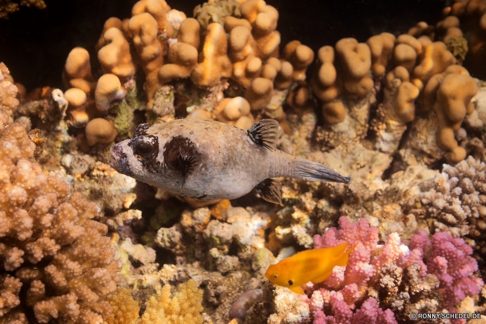 Rotes Meer Taube Fisch Meer Unterwasser Kugelfisch Ozean Aal Wasser Tropischer Koralle Tauchen Marine Riff aquatische exotische Tauchgang Urlaub Wildtiere Tauchen Sand Strand Braun Salzwasser Schließen Wild Reisen Mollusk Schneckenart Textur Ufer Stein closeup Essen Axolotl Schwimmen Steine Felsen Leben bunte Wirbellose Fels Tourismus natürliche Sonnenlicht Oberfläche Kolonie frisch erkunden Kiesel schwarz Farbe Exploration Essen Vogel im freien Kaffee Sonne Amphibie nass dove fish sea underwater puffer ocean eel water tropical coral diving marine reef aquatic exotic dive vacation wildlife scuba sand beach brown saltwater close wild travel mollusk gastropod texture shore stone closeup food axolotl swimming stones rocks life colorful invertebrate rock tourism natural sunlight surface colony fresh explore pebble black color exploration eat bird outdoors coffee sun amphibian wet