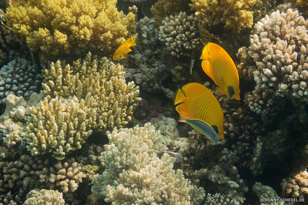 Rotes Meer Anemonenfisch Riff Unterwasser Koralle Meer Ozean Tropischer Wasser Coral reef Fisch Marine Tauchen aquatische Strauch woody plant vascular plant exotische bunte Grat Tauchen Reisen Sonne Tauchgang Sonnenlicht Pflanze Salzwasser Baum gelb Stechginster tief hell Herbst Sommer Urlaub Sonnenstrahl Landschaft Park Leben natürliche Höhe Farbe Strahlen Blume Tourismus Blatt Flora natürliche Wildtiere Frühling Aquarium im freien Kolonie Bäume Garten fallen Saison Berg Wald Anemone Unterwasser Schwimmen Blätter Fels wachsen Blüte Entspannung saisonale Wild Blumen Strahl lebendige Taucher Feld Blumen blühen erkunden Blumenstrauß seelandschaft frisch Berge nationalen nass Kraut Schnorcheln Orange Orte Tag Salz Himmel Floral Cassia Traum Holz Tiere Licht geologische formation Liebe Farben anemone fish reef underwater coral sea ocean tropical water coral reef fish marine diving aquatic shrub woody plant vascular plant exotic colorful ridge scuba travel sun dive sunlight plant saltwater tree yellow gorse deep bright autumn summer vacation sunbeam landscape park life natural elevation color rays flower tourism leaf flora natural wildlife spring aquarium outdoor colony trees garden fall season mountain forest anemone undersea swimming leaves rock grow bloom relaxation seasonal wild flowers ray vivid diver field blossom explore bouquet seascape fresh mountains national wet herb snorkeling orange places day salt sky floral cassia dream wood animals light geological formation love colors