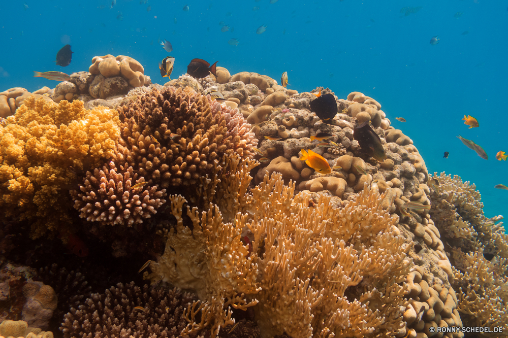 Rotes Meer Coral reef Riff Grat Koralle Unterwasser Meer Fisch Ozean natürliche Höhe Tropischer Marine Tauchen Wasser aquatische Salzwasser Tier Tauchgang exotische Tauchen Kolonie geologische formation Reisen Sonnenlicht tief bunte Sonne Urlaub erkunden Exploration Leben Sonnenstrahl Tourismus hell Unterwasser Orte Strahlen Farbe Traum unter unter Blasen Strahl Scuba diving Taucher Schule Entspannung seelandschaft Anemone Salz Schwimmen Hirnkoralle klar Licht nass Wildtiere 3D Fische Aquarium unter weiche Tiefe welligkeit Sonnenschein Steinkorallen Schnorcheln Oberfläche Urlaub Sommer Tiere Wirbellose Flüssigkeit Klima Bewegung Sport transparente coral reef reef ridge coral underwater sea fish ocean natural elevation tropical marine diving water aquatic saltwater animal dive exotic scuba colony geological formation travel sunlight deep colorful sun vacation explore exploration life sunbeam tourism bright undersea places rays color dream below beneath bubbles ray scuba diving diver school relaxation seascape anemone salt swimming brain coral clear light wet wildlife 3d fishes aquarium under soft depth ripple sunshine stony coral snorkeling surface holiday summer animals invertebrate liquid climate movement sport transparent