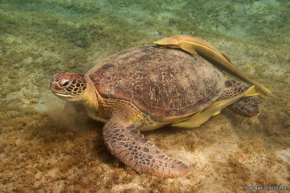 Rotes Meer Unechte Karettschildkröte Meeresschildkröte Schildkröte Reptil Schale langsam Schildkröte Wildtiere Sumpfschildkröte Haustier Wasser Wild Tropischer Amphibie Meer aquatische hart Marine Ozean Kreatur — Unterwasser Schutz Schließen Fisch Zoo niedlich Skala Schwimmen Kopf Auge closeup exotische Arten gefährdet Gras Leben Tauchen Teich Crawl Riese Koralle alt Braun Park Tauchen Haustiere Schwimmen Tiere Persistenz Carapax Rüstung Riff Wüste Bewegung Fuß Biologie Insel Schildkröten pflanzenfressenden Herpetologie Reptilien Crawlen hart Wirbeltiere Skalen Klaue Tauchgang Mud turtle Umgebung Urlaub Zurück auf der Suche Gesicht Reisen loggerhead sea turtle turtle reptile shell slow tortoise wildlife terrapin pet water wild tropical amphibian sea aquatic hard marine ocean creature underwater protection close fish zoo cute scale swim head eye closeup exotic species endangered grass life diving pond crawl giant coral old brown park scuba pets swimming animals persistence carapace armor reef desert motion walking biology island turtles herbivorous herpetology reptiles crawling tough vertebrate scales claw dive mud turtle environment vacation back looking face travel