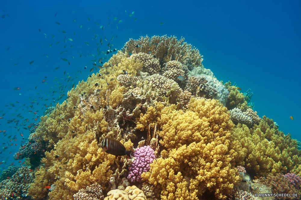 Rotes Meer Coral reef Riff Koralle Unterwasser Grat Fisch Meer Ozean Tropischer Tauchen Marine Wasser natürliche Höhe aquatische Tier Tauchgang Salzwasser exotische Tauchen Kolonie Sonnenlicht Reisen geologische formation bunte Sonne Sonnenstrahl Exploration Urlaub tief erkunden Leben Polyp Tourismus Hirnkoralle unter hell Strahlen unter coelenterate Orte Strahl Traum Steinkorallen Taucher Farbe Blasen Wirbellose Unterwasser Entspannung 3D seelandschaft Fische unter Schule Scuba diving Salz nass Wildtiere Schwimmen Licht Anemone Tiefe Oberfläche Aquarium welligkeit klar Urlaub weiche Sommer Sonnenschein Tiere transparente unter Wasser Szenen Ruhe Sonnenstrahlen ins Rollen gerendert Klima gelassene Bewegung Reinheit See ruhige Kopie coral reef reef coral underwater ridge fish sea ocean tropical diving marine water natural elevation aquatic animal dive saltwater exotic scuba colony sunlight travel geological formation colorful sun sunbeam exploration vacation deep explore life polyp tourism brain coral below bright rays beneath coelenterate places ray dream stony coral diver color bubbles invertebrate undersea relaxation 3d seascape fishes under school scuba diving salt wet wildlife swimming light anemone depth surface aquarium ripple clear holiday soft summer sunshine animals transparent submerged scenes calm sunbeams rolling rendered climate serene movement purity lake tranquil copy