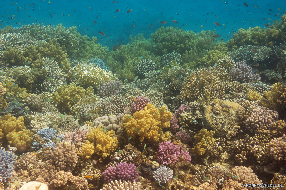 Rotes Meer Coral reef Riff Grat Koralle Unterwasser natürliche Höhe Fisch Meer Ozean Tropischer Marine Wasser aquatische Tauchen Salzwasser Tier Tauchgang exotische geologische formation Kolonie Reisen Tauchen bunte Exploration erkunden Tourismus Urlaub Sonne Sonnenlicht tief Sonnenstrahl Orte Traum Leben Blasen hell Strahlen Strahl Unterwasser unter Taucher unter nass Schule Entspannung Scuba diving Farbe seelandschaft 3D Fische Wildtiere Licht Salz Schwimmen Anemone unter klar welligkeit Aquarium weiche Landschaft Oberfläche Urlaub Sonnenschein Sommer Ruhe frisch Fels Tiefe transparente coral reef reef ridge coral underwater natural elevation fish sea ocean tropical marine water aquatic diving saltwater animal dive exotic geological formation colony travel scuba colorful exploration explore tourism vacation sun sunlight deep sunbeam places dream life bubbles bright rays ray undersea beneath diver below wet school relaxation scuba diving color seascape 3d fishes wildlife light salt swimming anemone under clear ripple aquarium soft landscape surface holiday sunshine summer calm fresh rock depth transparent