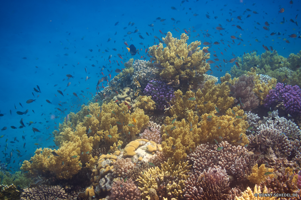 Rotes Meer Coral reef Riff Grat Koralle Unterwasser Fisch Meer natürliche Höhe Ozean Tauchen Tropischer Marine aquatische Wasser Tier Salzwasser Tauchgang exotische geologische formation Tauchen Kolonie Sonnenlicht Sonne Sonnenstrahl bunte Reisen Exploration erkunden tief Urlaub Strahlen Leben Tourismus hell Strahl Orte Traum unter unter Taucher Blasen Entspannung nass seelandschaft Unterwasser welligkeit 3D Fische unter Farbe Sonnenschein Scuba diving Licht Schule Salz transparente Schwimmen Oberfläche Flüssigkeit Wildtiere klar Reinheit weiche Aquarium Tiefe frisch frische Luft Sommer Erholung Anemone unter Wasser Urlaub Harmonie Sonnenstrahlen Szenen gelassene Bewegung Ruhe coral reef reef ridge coral underwater fish sea natural elevation ocean diving tropical marine aquatic water animal saltwater dive exotic geological formation scuba colony sunlight sun sunbeam colorful travel exploration explore deep vacation rays life tourism bright ray places dream beneath below diver bubbles relaxation wet seascape undersea ripple 3d fishes under color sunshine scuba diving light school salt transparent swimming surface liquid wildlife clear purity soft aquarium depth fresh freshness summer recreation anemone submerged holiday harmony sunbeams scenes serene movement calm