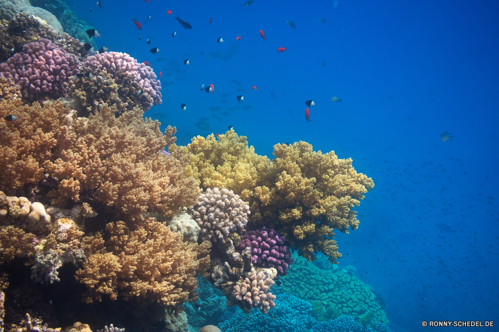 Rotes Meer Riff Koralle Unterwasser Fisch Meer Coral reef Ozean Tropischer Marine aquatische Tauchen Wasser Salzwasser Tier Grat Tauchgang exotische Kolonie Tauchen Sonnenlicht bunte natürliche Höhe Sonne Exploration erkunden Reisen Sonnenstrahl Holunder Taucher hell tief Urlaub Tourismus Leben Strahlen Steinfrucht Orte Traum Farbe Strahl unter unter Blasen Essbare Früchte Strauch geologische formation Licht Aquarium Entspannung Unterwasser nass seelandschaft 3D Fische woody plant unter Pflanze klar vascular plant Urlaub Salz welligkeit Scuba diver weiche Scuba diving Schule Oberfläche Flüssigkeit Sonnenschein transparente Wildtiere Obst Tiefe Polyp Sommer unter Wasser gelassene Reinheit reef coral underwater fish sea coral reef ocean tropical marine aquatic diving water saltwater animal ridge dive exotic colony scuba sunlight colorful natural elevation sun exploration explore travel sunbeam elderberry diver bright deep vacation tourism life rays drupe places dream color ray beneath below bubbles edible fruit shrub geological formation light aquarium relaxation undersea wet seascape 3d fishes woody plant under plant clear vascular plant holiday salt ripple scuba diver soft scuba diving school surface liquid sunshine transparent wildlife fruit depth polyp summer submerged serene purity