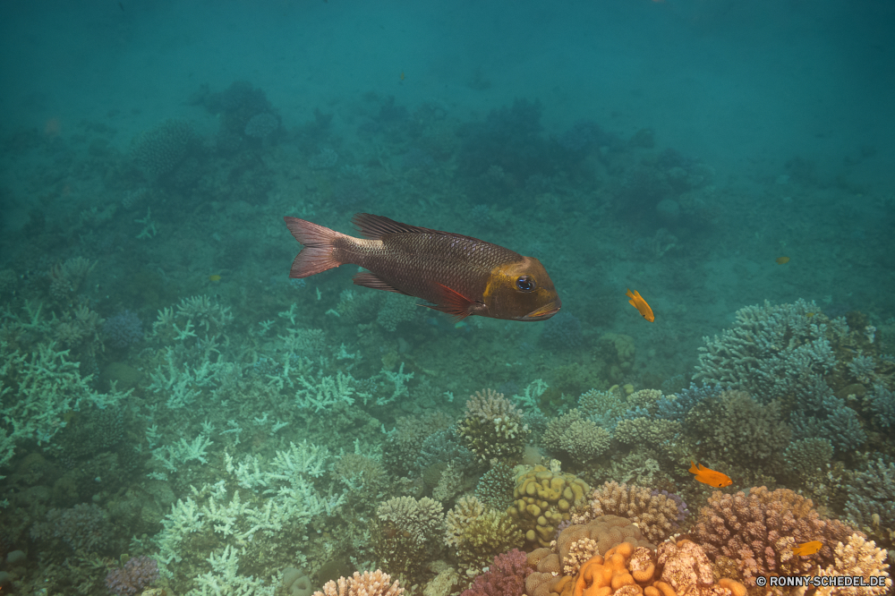 Rotes Meer Schnapper Riff Fisch Speisefische Unterwasser Koralle Meer Ozean Tropischer Wasser Tauchen Marine aquatische Tauchen Tauchgang Coral reef exotische Salzwasser Aquarium spiny-finned fish Reisen Schwimmen Leben bunte Kolonie tief Grat Wildtiere Sonnenlicht Urlaub Tourismus erkunden hell Taucher natürliche Höhe Sonne seelandschaft Tiere Schnorcheln Orte Exploration unter Schwimmen Sonnenstrahl Fische Entspannung Goldfisch Blasen Schule Sport Strahlen Türkis Traum Farbe Unterwasser Tiefe klar Wild transparente Schnorchel Schildkröte unter Strahl Tank welligkeit Abenteuer Klima Erholung Welt Scuba diving Anemone Flossen gefährdet geologische formation nass snapper reef fish food fish underwater coral sea ocean tropical water diving marine aquatic scuba dive coral reef exotic saltwater aquarium spiny-finned fish travel swimming life colorful colony deep ridge wildlife sunlight vacation tourism explore bright diver natural elevation sun seascape animals snorkeling places exploration under swim sunbeam fishes relaxation goldfish bubbles school sport rays turquoise dream color undersea depth clear wild transparent snorkel turtle below ray tank ripple adventure climate recreation world scuba diving anemone fins endangered geological formation wet