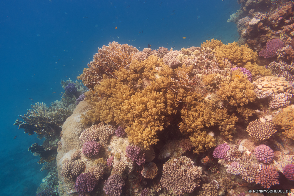 Rotes Meer Riff Koralle Unterwasser Coral reef Fisch Meer Ozean Polyp Tier Tropischer Marine Tauchen Wasser aquatische coelenterate Grat Salzwasser Wirbellose exotische Tauchgang natürliche Höhe Tauchen Sonnenlicht Sonne Sonnenstrahl Kolonie tief Reisen Strahlen bunte hell Exploration Strahl Urlaub erkunden Tourismus nass Leben unter unter geologische formation Entspannung unter seelandschaft Orte welligkeit Taucher Traum Farbe Blasen Sonnenschein Organismus Unterwasser Fische Tiefe Hirnkoralle 3D unter Wasser transparente Wildtiere Salz Aquarium Flüssigkeit gelassene Reinheit Scuba diving Sonnenstrahlen Schule Oberfläche Steinkorallen Sommer frische Luft Anemone Erholung Schwimmen Licht Ruhe weiche harte Korallen Szenen ins Rollen Ruhe klar gerendert frisch Harmonie See Kopie Urlaub Anemonenfisch Raum dunkel ruhige reef coral underwater coral reef fish sea ocean polyp animal tropical marine diving water aquatic coelenterate ridge saltwater invertebrate exotic dive natural elevation scuba sunlight sun sunbeam colony deep travel rays colorful bright exploration ray vacation explore tourism wet life beneath below geological formation relaxation under seascape places ripple diver dream color bubbles sunshine organism undersea fishes depth brain coral 3d submerged transparent wildlife salt aquarium liquid serene purity scuba diving sunbeams school surface stony coral summer freshness anemone recreation swimming light calm soft hard coral scenes rolling tranquility clear rendered fresh harmony lake copy holiday anemone fish space dark tranquil