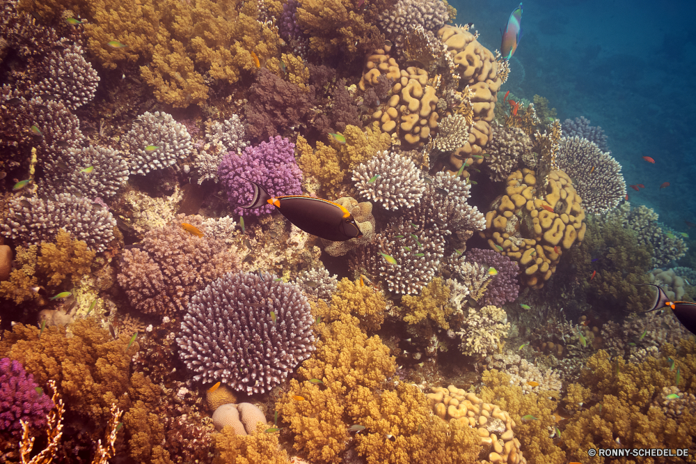 Rotes Meer Riff Coral reef Unterwasser Koralle Fisch Meer Tier Ozean Polyp Tropischer Marine Tauchen Wasser Grat Wirbellose coelenterate aquatische Tauchgang Salzwasser exotische Tauchen natürliche Höhe Reisen Kolonie Sonnenlicht Sonne bunte Urlaub tief Exploration erkunden Sonnenstrahl Tourismus Leben Strahlen geologische formation Strahl Traum hell Orte Farbe Entspannung unter Sea urchin Unterwasser unter Blasen Wildtiere Taucher unter Organismus seelandschaft Stachelhäuter Aquarium Anemone Tiefe nass Schwimmen Schule 3D Salz Oberfläche Sommer Scuba diving Licht welligkeit Sonnenschein Schnorcheln Fische Szenen klar Flüssigkeit Ruhe ruhige weiche Erholung transparente unter Wasser Sonnenstrahlen Urlaub ins Rollen gerendert Klima gelassene dunkel Sport Tiere Reinheit See Kopie reef coral reef underwater coral fish sea animal ocean polyp tropical marine diving water ridge invertebrate coelenterate aquatic dive saltwater exotic scuba natural elevation travel colony sunlight sun colorful vacation deep exploration explore sunbeam tourism life rays geological formation ray dream bright places color relaxation below sea urchin undersea under bubbles wildlife diver beneath organism seascape echinoderm aquarium anemone depth wet swimming school 3d salt surface summer scuba diving light ripple sunshine snorkeling fishes scenes clear liquid calm tranquil soft recreation transparent submerged sunbeams holiday rolling rendered climate serene dark sport animals purity lake copy