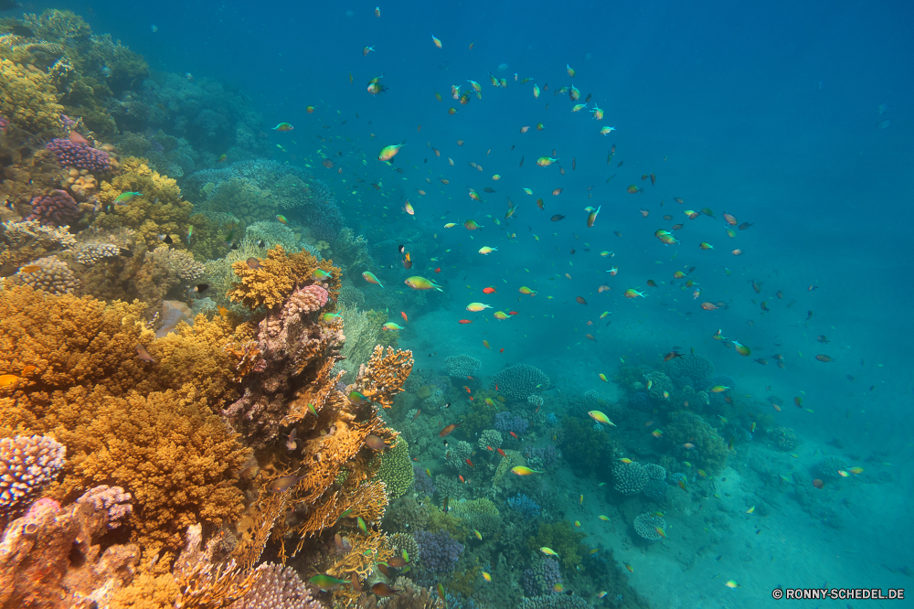 Rotes Meer Coral reef Riff Unterwasser Koralle Fisch Grat Meer Ozean Tauchen Wasser Tropischer Marine natürliche Höhe aquatische Tier Salzwasser Tauchen Sonnenlicht exotische Taucher Tauchgang Sonnenstrahl Sonne Kolonie geologische formation Scuba diver Strahlen tief Reisen hell Strahl bunte Exploration unter Entspannung erkunden unter Leben Urlaub Tourismus welligkeit nass unter Explorer 3D seelandschaft Sonnenschein Farbe Tiefe transparente Unterwasser Orte Schule Meerwasser Traum Reinheit Scuba diving Fische Oberfläche Flüssigkeit unter Wasser Erholung Salz Blasen Licht Harmonie Sonnenstrahlen Szenen frische Luft gelassene Ruhe Aquarium ins Rollen gerendert klar Schwimmen Urlaub See frisch weiche Sommer Wildtiere Kopie dunkel ruhige harte Korallen Türkis Ruhe Raum horizontale Person Tiere coral reef reef underwater coral fish ridge sea ocean diving water tropical marine natural elevation aquatic animal saltwater scuba sunlight exotic diver dive sunbeam sun colony geological formation scuba diver rays deep travel bright ray colorful exploration below relaxation explore beneath life vacation tourism ripple wet under explorer 3d seascape sunshine color depth transparent undersea places school seawater dream purity scuba diving fishes surface liquid submerged recreation salt bubbles light harmony sunbeams scenes freshness serene calm aquarium rolling rendered clear swimming holiday lake fresh soft summer wildlife copy dark tranquil hard coral turquoise tranquility space horizontal person animals