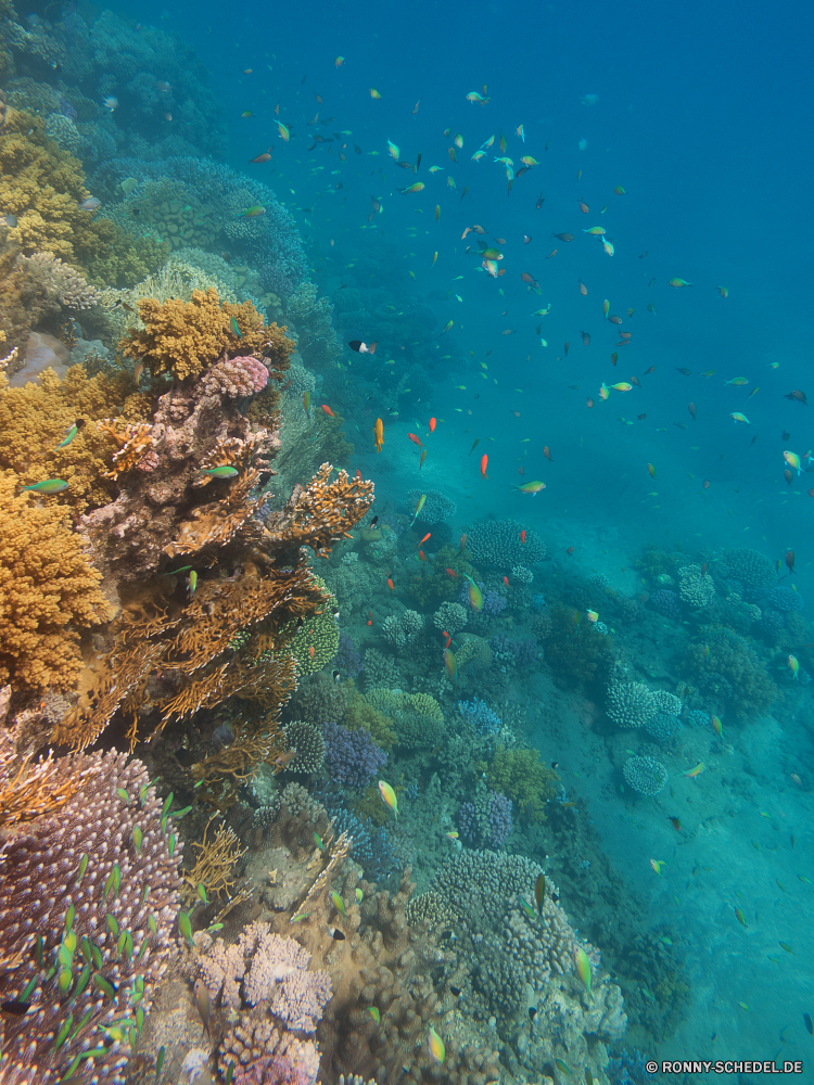 Rotes Meer Coral reef Riff Grat Unterwasser Meer Koralle Fisch Ozean Tauchen natürliche Höhe Wasser Tropischer Marine aquatische Tier Tauchen Salzwasser Sonnenlicht Tauchgang Sonne geologische formation Sonnenstrahl exotische Taucher Reisen Strahlen Kolonie tief hell unter bunte Strahl unter Leben Exploration Scuba diver Urlaub Entspannung seelandschaft erkunden welligkeit 3D Sonnenschein Tourismus unter transparente nass klar Erholung Wildtiere Flüssigkeit Farbe Schule Schwimmen Licht Reinheit Scuba diving unter Wasser Orte Explorer Tiefe Oberfläche Sommer horizontale frische Luft Unterwasser Aquarium Szene Blasen Harmonie Urlaub Sonnenstrahlen Fische Traum frisch gelassene See Ruhe ruhige Türkis Korallen Szenen ins Rollen Ruhe Tank Salz gerendert dunkel Sport Tiere friedliche Insel weiche Kopie coral reef reef ridge underwater sea coral fish ocean diving natural elevation water tropical marine aquatic animal scuba saltwater sunlight dive sun geological formation sunbeam exotic diver travel rays colony deep bright below colorful ray beneath life exploration scuba diver vacation relaxation seascape explore ripple 3d sunshine tourism under transparent wet clear recreation wildlife liquid color school swimming light purity scuba diving submerged places explorer depth surface summer horizontal freshness undersea aquarium scene bubbles harmony holiday sunbeams fishes dream fresh serene lake calm tranquil turquoise corals scenes rolling tranquility tank salt rendered dark sport animals peaceful island soft copy