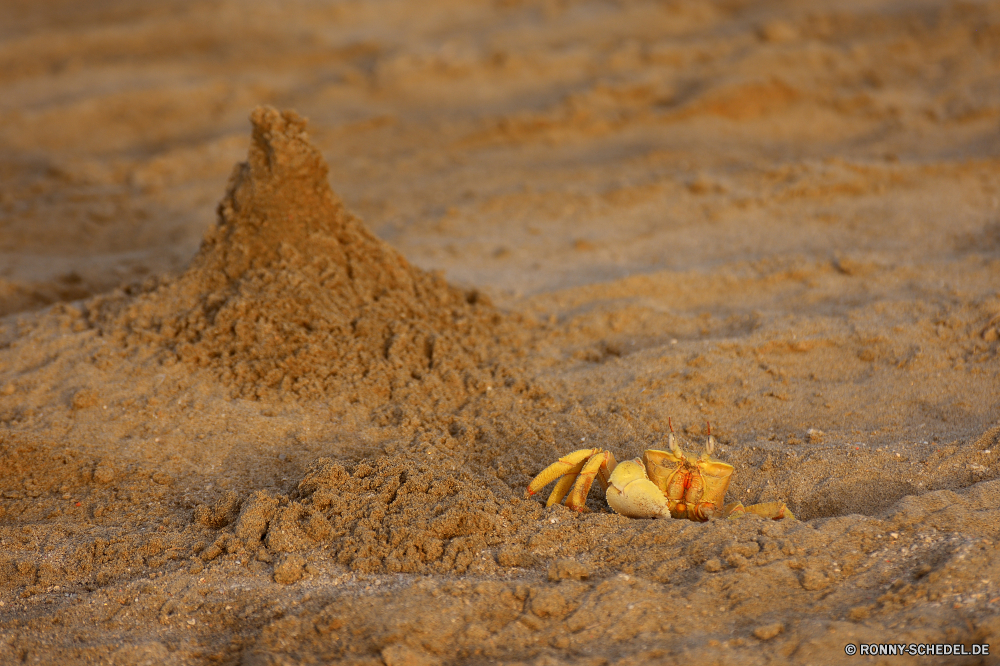 Lahami Bay Einsiedlerkrebs Krustentier Gliederfüßer Sand Krabbe Fiedlerkrabbe Strand Wirbellose Meer Schale Küste Ozean Reisen Boden Tropischer Urlaub Braun Sommer Erde Wildtiere im freien Textur Wasser Tier Ufer Schließen Wild Fels Insel Schalentiere natürliche gelb Resort Rock-Krabbe Himmel Tiere Urlaub Orange Landschaft Küste Leben trocken Stein Muschelschalen im freien Herbst sandigen Saison Muster closeup Muschel Blatt niemand Kreatur — Boden Schnecke Marine Spaß exotische Essen Sonne fallen schwarz Tag landschaftlich hermit crab crustacean arthropod sand crab fiddler crab beach invertebrate sea shell coast ocean travel soil tropical vacation brown summer earth wildlife outdoors texture water animal shore close wild rock island shellfish natural yellow resort rock crab sky animals holiday orange landscape coastline life dry stone conch outdoor autumn sandy season pattern closeup seashell leaf nobody creature ground snail marine fun exotic food sun fall black day scenic