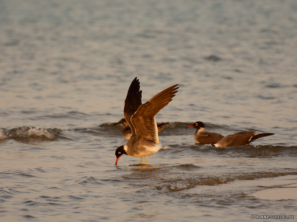 Lahami Bay Red-breasted merganser Ente merganser Meer-Ente Sceada Wildtiere Wasser Wild Feder Wasservögel Vögel Vogel See Flügel fliegen fliegen Schnabel Flug Federn Flügel Teich Meer Tiere Stockente Gans Pelikan Tierwelt Fluss natürliche Shorebird Schwimmen Ozean im freien Enten schwarz Schreitvogel Vogelgrippe Himmel Braun Schwimmen Rechnung Reflexion Geflügel Möwe Leben im freien Freiheit Sommer Auge Park Küste Möwe niedlich Strand gelb Herde Gefieder Jagd bunte frei Kopf Gänse Gras Möwen Seevögel gefährdet stehende Safari Erhaltung nass Entwicklung des ländlichen red-breasted merganser duck merganser sea duck drake wildlife water wild feather waterfowl birds bird lake wings fly flying beak flight feathers wing pond sea animals mallard goose pelican fauna river natural shorebird swimming ocean outdoors ducks black wading bird avian sky brown swim bill reflection fowl seagull life outdoor freedom summer eye park coast gull cute beach yellow flock plumage hunting colorful free head geese grass seagulls seabird endangered standing safari conservation wet rural