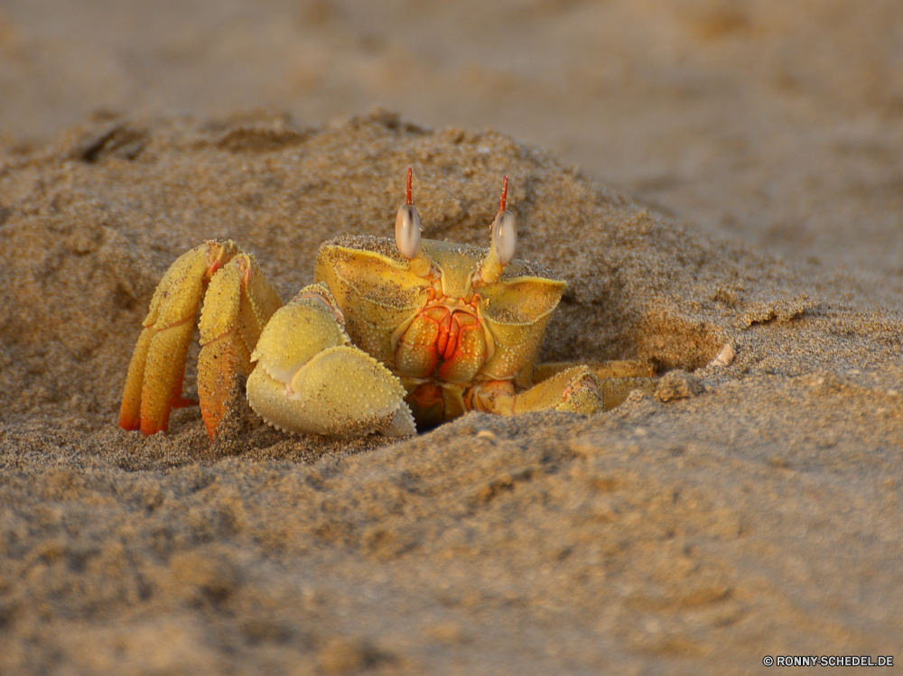 Lahami Bay Krustentier Einsiedlerkrebs Krabbe Fiedlerkrabbe Gliederfüßer Sand Strand Wirbellose Meer Schale Tropischer Ozean Muschelschalen Wasser Schließen Sommer Urlaub Reisen Marine Essen Küste Braun Schalentiere exotische Orange Muschel Leben Resort Ufer aquatische Urlaub im freien Tier Mollusk Wildtiere gelb Insel Seestern Schalen frisch gesund closeup Küste natürliche lecker Schneckenart Fisch Freizeit Spa Einsiedler Klaue Fisch und Meeresfrüchte Feinschmecker Paradies Textur Gesundheit Tourismus Schnecke Sonne Roh landschaftlich niemand sandigen Entspannung Frame köstliche Tiere Ernährung nass crustacean hermit crab crab fiddler crab arthropod sand beach invertebrate sea shell tropical ocean conch water close summer vacation travel marine food coast brown shellfish exotic orange seashell life resort shore aquatic holiday outdoors animal mollusk wildlife yellow island starfish shells fresh healthy closeup coastline natural tasty gastropod fish leisure spa hermit claw seafood gourmet paradise texture health tourism snail sun raw scenic nobody sandy relaxation frame delicious animals diet wet