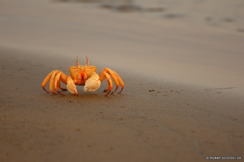 Lahami Bay Fiedlerkrabbe Krabbe Krustentier Gliederfüßer Sand Strand Einsiedlerkrebs Meer Orange Wirbellose Ozean Urlaub Sommer Schale Tropischer Wasser Urlaub Kürbis Rock-Krabbe Essen Gemüse im freien Herbst Schließen Reisen Küste Wildtiere Marine Kugel Himmel Schalentiere saisonale Fisch und Meeresfrüchte Ufer Feinschmecker frisch Klaue Ernährung Wild Gras Essen Insel exotische Muschel landschaftlich closeup sandigen Stein im freien Park gesund Landschaft fallen Objekt natürliche Sonnenlicht gelb Schalen Muschelschalen Leben niemand Feld Ernte lecker Küste Resort traditionelle Freizeit Tiere Braun Fisch Dekoration Farbe bunte Frühling Saison Blatt fiddler crab crab crustacean arthropod sand beach hermit crab sea orange invertebrate ocean holiday summer shell tropical water vacation pumpkin rock crab food vegetable outdoors autumn close travel coast wildlife marine ball sky shellfish seasonal seafood shore gourmet fresh claw diet wild grass eat island exotic seashell scenic closeup sandy stone outdoor park healthy landscape fall object natural sunlight yellow shells conch life nobody field harvest tasty coastline resort traditional leisure animals brown fish decoration color colorful spring season leaf