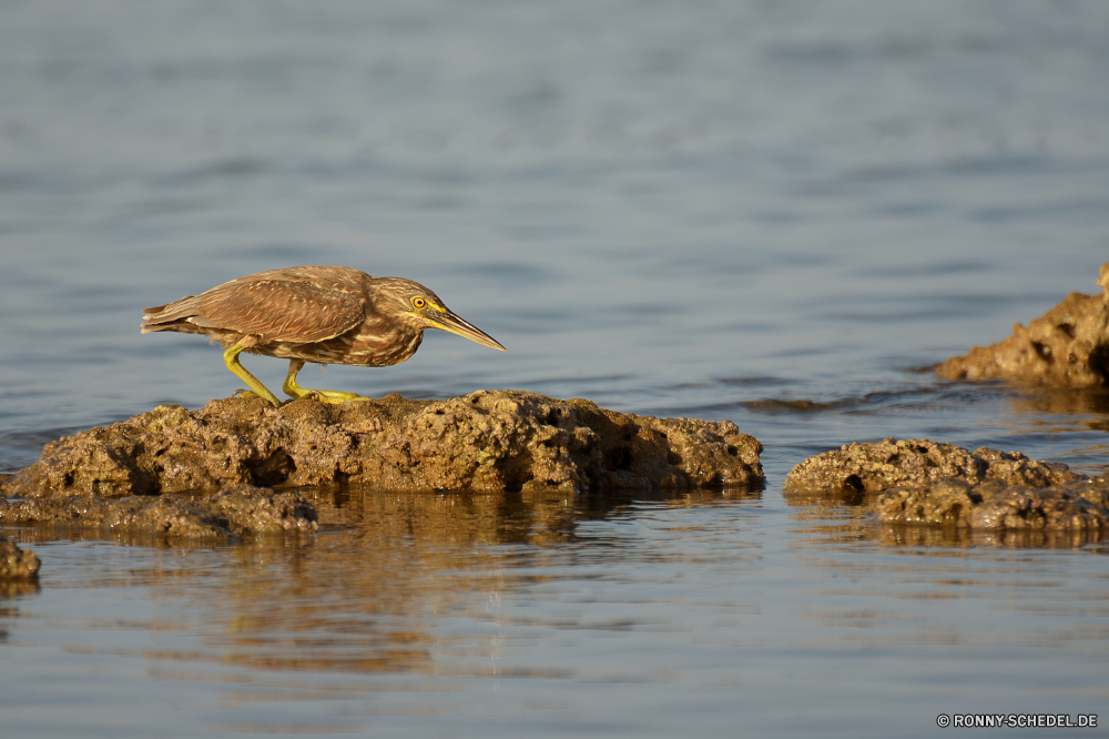 Lahami Bay Shorebird Strandläufer Schreitvogel Vogel Wasser aquatische Vogel Wildtiere See Reiher Rohrdommel Wild Vögel Federn Feder Ente Tiere Schnabel Flügel Meer Fluss fliegen im freien Flug Flügel fliegen Teich Ozean Reflexion Braun natürliche Sommer Strand Küste Auge Schwimmen Himmel Fels Stockente Enten Tierwelt Park Geflügel Vogelgrippe Landschaft schwarz Gras Erhaltung gelb Reisen Umgebung Sand Rechnung im freien Kopf Ufer Urlaub ruhige Pelikan Jagd Welle Schwimmen Safari Wildnis frei bunte Leben shorebird sandpiper wading bird bird water aquatic bird wildlife lake heron bittern wild birds feathers feather duck animals beak wings sea river flying outdoors flight wing fly pond ocean reflection brown natural summer beach coast eye swimming sky rock mallard ducks fauna park fowl avian landscape black grass conservation yellow travel environment sand bill outdoor head shore vacation tranquil pelican hunting wave swim safari wilderness free colorful life