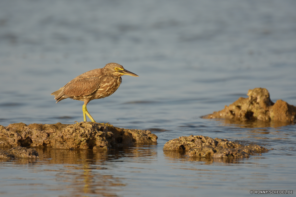 Lahami Bay Schreitvogel Reiher Shorebird Strandläufer Vogel Rohrdommel aquatische Vogel Wasser Wildtiere Wild Schnabel See Feder Federn Vögel Flügel Meer Fluss Ozean fliegen Tiere Flug Tierwelt Flügel Teich fliegen im freien Ufer Landschaft Strand Wildnis Reflexion Himmel Küste Angeln Rechnung Auge groß Fels Vogelgrippe Sonnenuntergang Rotrückensaki Strandläufer Sumpf Erhaltung Ruhe natürliche ruhige Umgebung Ente Jagd Sommer Feuchtgebiet Pelikan Reiher Fisch Park Sumpf Braun Sand stehende Schwimmen gelb Felsen schwarz im freien Kopf Wellen Gras Gefieder Wald Leben Küste Welle Hals Reisen Fuß frei Freiheit Sonne Tag Baum landschaftlich wading bird heron shorebird sandpiper bird bittern aquatic bird water wildlife wild beak lake feather feathers birds wings sea river ocean fly animals flight fauna wing pond flying outdoors shore landscape beach wilderness reflection sky coast fishing bill eye great rock avian sunset red-backed sandpiper swamp conservation calm natural tranquil environment duck hunting summer wetland pelican egret fish park marsh brown sand standing swimming yellow rocks black outdoor head waves grass plumage forest life coastal wave neck travel walking free freedom sun day tree scenic