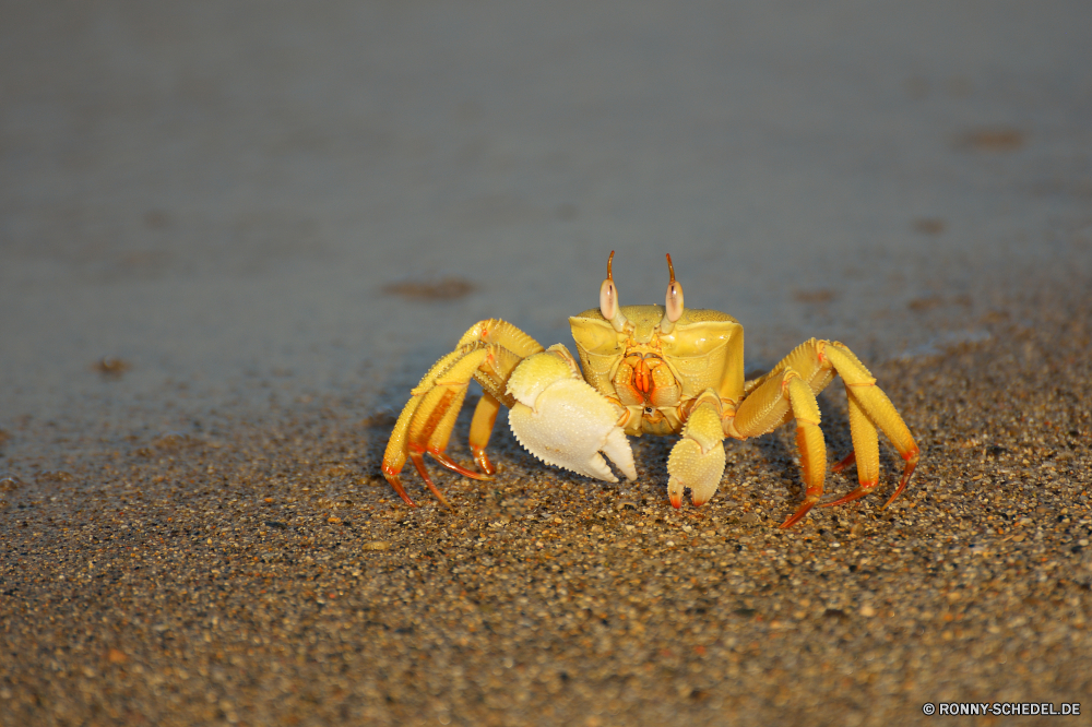 Lahami Bay Krabbe Krustentier Rock-Krabbe Gliederfüßer Fiedlerkrabbe Wirbellose Strand Essen Schale Ozean Meer Sand Marine Wasser Schließen Tropischer Schalentiere Küste Blume Wildtiere Reisen Fisch und Meeresfrüchte Urlaub Sommer Klaue natürliche Abendessen Ufer Feinschmecker Wild Restaurant niemand Fleisch Orange frisch closeup Insel gesund Essen Küche Kochen Braun Mittagessen Leben stieg der Platte gelb lecker Tier Fisch exotische köstliche Gericht im freien Einsiedler Kreatur — Snack Roh Urlaub Muschel sandigen Essen Beine heiß Resort Barnacle Mahlzeit crab crustacean rock crab arthropod fiddler crab invertebrate beach food shell ocean sea sand marine water close tropical shellfish coast flower wildlife travel seafood vacation summer claw natural dinner shore gourmet wild restaurant nobody meat orange fresh closeup island healthy eat cuisine cooking brown lunch life rose plate yellow tasty animal fish exotic delicious dish outdoors hermit creature snack raw holiday seashell sandy eating legs hot resort barnacle meal