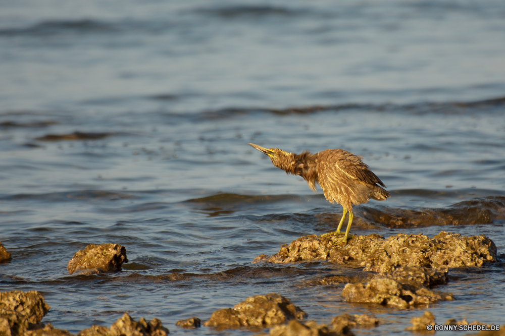 Lahami Bay Rohrdommel Reiher Schreitvogel Vogel aquatische Vogel Wasser Wildtiere Meer Wild Ozean Schnabel Vögel See Feder Federn Tiere Flügel Küste Strand Flügel Ente fliegen Shorebird Schwimmen Fluss fliegen Welle Sommer im freien Flug Auge Braun Reflexion Fels Teich Himmel Küste Vogelgrippe Sand Sonne Ufer Wellen Reisen Urlaub Tierwelt Marine gelb Ruhe Park schwarz nass Stockente Möwe Küste natürliche Rechnung Insel Landschaft Geflügel Leben Jagd Schwimmen Erhaltung Kopf Felsen Umgebung ruhige niedlich Gras Frühling Tag Sumpf bittern heron wading bird bird aquatic bird water wildlife sea wild ocean beak birds lake feather feathers animals wing coast beach wings duck flying shorebird swimming river fly wave summer outdoors flight eye brown reflection rock pond sky coastline avian sand sun shore waves travel vacation fauna marine yellow calm park black wet mallard seagull coastal natural bill island landscape fowl life hunting swim conservation head rocks environment tranquil cute grass spring day swamp