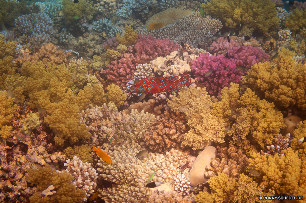 Lahami Bay Riff Koralle Unterwasser Fisch Meer Tier Ozean Wirbellose Stachelhäuter Marine Tropischer Wasser Coral reef Tauchen Seestern aquatische Salzwasser Tauchgang exotische Tauchen Grat bunte Reisen Kolonie tief Sonne Sonnenlicht Urlaub natürliche Höhe Sonnenstrahl Exploration Tourismus erkunden Sea urchin Leben hell unter unter Strahlen nass Orte unter Farbe Strahl Oberfläche Traum Entspannung Blasen Taucher Unterwasser Wildtiere seelandschaft Fels Sommer Scuba diving 3D Aquarium geologische formation Tiefe Salz klar Mollusk harte Korallen unter Wasser Ruhe Licht welligkeit Pflanze gelassene Sonnenschein ruhige Krabbe Schule transparente Weiche Koralle Sonnenstrahlen Flüssigkeit Schwimmen natürliche friedliche Krustentier Kopie reef coral underwater fish sea animal ocean invertebrate echinoderm marine tropical water coral reef diving starfish aquatic saltwater dive exotic scuba ridge colorful travel colony deep sun sunlight vacation natural elevation sunbeam exploration tourism explore sea urchin life bright beneath below rays wet places under color ray surface dream relaxation bubbles diver undersea wildlife seascape rock summer scuba diving 3d aquarium geological formation depth salt clear mollusk hard coral submerged tranquility light ripple plant serene sunshine tranquil crab school transparent soft coral sunbeams liquid swimming natural peaceful crustacean copy