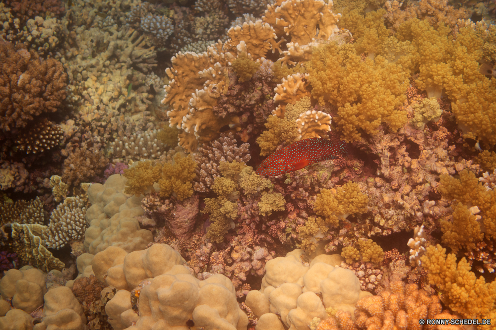 Lahami Bay Koralle Riff Unterwasser Meer Fisch Ozean Tier Marine Tropischer Tauchen Wasser Wirbellose aquatische sea squirt Stachelhäuter Salzwasser exotische Tauchgang Seestern Coral reef Tauchen tief Reisen Kolonie bunte Sonne Urlaub Sonnenlicht Grat erkunden Sonnenstrahl Exploration hell Tourismus Strahlen Chordatiere Strahl nass Entspannung Leben Orte natürliche Höhe Farbe seelandschaft Wildtiere Traum Hirnkoralle unter unter unter Blasen Unterwasser welligkeit Aquarium Tiefe Sonnenschein Steinkorallen Sommer harte Korallen Schnorcheln Taucher Polyp unter Wasser Erholung Ruhe Oberfläche Schwimmen Flüssigkeit gelassene 3D ruhige brittle star transparente Weiche Koralle Sonnenstrahlen coelenterate Anemonenfisch Reinheit friedliche Ruhe Kopie atmosphärische Wellen Scuba diving Anemone Urlaub hilfst du Szenen ins Rollen Mollusk unten Fels Salz gerendert idyllische frische Luft geologische formation Seehase Schule coral reef underwater sea fish ocean animal marine tropical diving water invertebrate aquatic sea squirt echinoderm saltwater exotic dive starfish coral reef scuba deep travel colony colorful sun vacation sunlight ridge explore sunbeam exploration bright tourism rays chordate ray wet relaxation life places natural elevation color seascape wildlife dream brain coral beneath below under bubbles undersea ripple aquarium depth sunshine stony coral summer hard coral snorkeling diver polyp submerged recreation tranquility surface swimming liquid serene 3d tranquil brittle star transparent soft coral sunbeams coelenterate anemone fish purity peaceful calm copy waves atmospheric scuba diving anemone holiday inviting scenes rolling mollusk bottom rock salt rendered idyllic freshness geological formation sea slug school