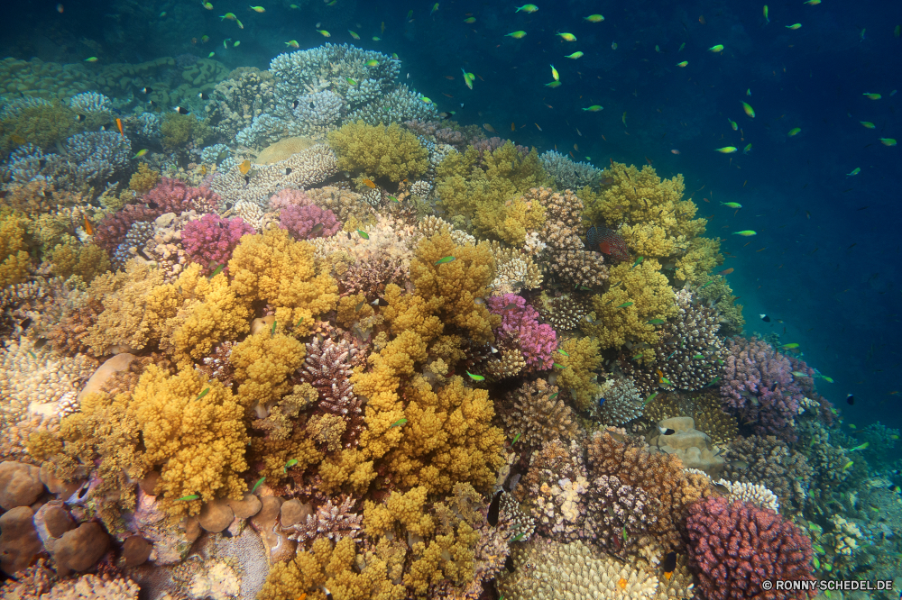 Lahami Bay Coral reef Riff Grat Unterwasser Koralle Fisch Meer natürliche Höhe Ozean Tauchen Tropischer Wasser Marine aquatische Tier Salzwasser Tauchgang exotische Tauchen Sonnenlicht geologische formation Kolonie Sonne tief Sonnenstrahl Reisen bunte Exploration Strahlen Urlaub hell erkunden Leben Tourismus Strahl unter unter Traum Taucher Entspannung Orte seelandschaft nass Unterwasser unter Blasen Farbe welligkeit Wildtiere Scuba diving Fische 3D Sonnenschein Licht Salz Schwimmen Schule transparente Tiefe Oberfläche klar Flüssigkeit weiche unter Wasser Aquarium Reinheit Sommer harte Korallen Anemone Sonnenstrahlen Urlaub gelassene Harmonie frische Luft Erholung Schnorcheln Szenen frisch Türkis Bewegung Tiere Ruhe coral reef reef ridge underwater coral fish sea natural elevation ocean diving tropical water marine aquatic animal saltwater dive exotic scuba sunlight geological formation colony sun deep sunbeam travel colorful exploration rays vacation bright explore life tourism ray below beneath dream diver relaxation places seascape wet undersea under bubbles color ripple wildlife scuba diving fishes 3d sunshine light salt swimming school transparent depth surface clear liquid soft submerged aquarium purity summer hard coral anemone sunbeams holiday serene harmony freshness recreation snorkeling scenes fresh turquoise movement animals calm