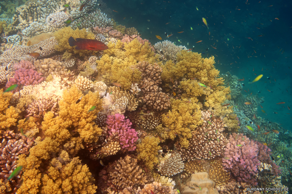 Lahami Bay Coral reef Riff Grat Unterwasser Koralle Fisch Meer Ozean natürliche Höhe Tropischer Marine Wasser Tauchen aquatische Salzwasser Tauchgang Tier exotische Tauchen geologische formation Kolonie Reisen Sonnenlicht Sonne bunte tief Urlaub Sonnenstrahl Exploration erkunden Tourismus Leben Strahlen hell Strahl Orte Traum Unterwasser Taucher seelandschaft Entspannung unter unter unter Aquarium nass Blasen Farbe Wildtiere Scuba diving Salz welligkeit Anemone Schule Tiefe Sonnenschein 3D Fische transparente Oberfläche klar Licht Schwimmen Flüssigkeit weiche unter Wasser Urlaub Sommer Reinheit frische Luft Erholung Sonnenstrahlen Schnorcheln Szenen frisch gelassene Bewegung Ruhe ruhige coral reef reef ridge underwater coral fish sea ocean natural elevation tropical marine water diving aquatic saltwater dive animal exotic scuba geological formation colony travel sunlight sun colorful deep vacation sunbeam exploration explore tourism life rays bright ray places dream undersea diver seascape relaxation beneath below under aquarium wet bubbles color wildlife scuba diving salt ripple anemone school depth sunshine 3d fishes transparent surface clear light swimming liquid soft submerged holiday summer purity freshness recreation sunbeams snorkeling scenes fresh serene movement calm tranquil