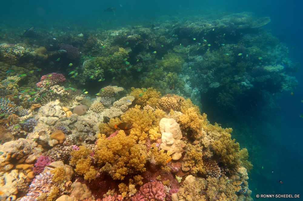 Lahami Bay Coral reef Riff Grat Unterwasser Koralle Fisch Meer Ozean natürliche Höhe Tauchen Wasser Tropischer Marine aquatische Tier Salzwasser Tauchgang exotische Tauchen Sonnenlicht geologische formation Sonne Sonnenstrahl Reisen Kolonie Strahlen Urlaub tief Exploration bunte Strahl unter erkunden Entspannung hell unter Tourismus Leben seelandschaft Taucher unter Orte Farbe 3D welligkeit nass Traum Sonnenschein Tiefe Blasen Scuba diving Unterwasser unter Wasser Schule Schwimmen Oberfläche Sonnenstrahlen Szenen ruhige Sommer gelassene See Ruhe ins Rollen transparente Ruhe Salz gerendert klar idyllische friedliche Licht atmosphärische Wellen Fische hilfst du Wildtiere Kopie Flüssigkeit Urlaub Tiere Reinheit horizontale dunkel weiche Erholung Raum Harmonie frische Luft Anemone frisch Türkis Sport Hirnkoralle Aquarium coral reef reef ridge underwater coral fish sea ocean natural elevation diving water tropical marine aquatic animal saltwater dive exotic scuba sunlight geological formation sun sunbeam travel colony rays vacation deep exploration colorful ray below explore relaxation bright beneath tourism life seascape diver under places color 3d ripple wet dream sunshine depth bubbles scuba diving undersea submerged school swimming surface sunbeams scenes tranquil summer serene lake calm rolling transparent tranquility salt rendered clear idyllic peaceful light waves atmospheric fishes inviting wildlife copy liquid holiday animals purity horizontal dark soft recreation space harmony freshness anemone fresh turquoise sport brain coral aquarium