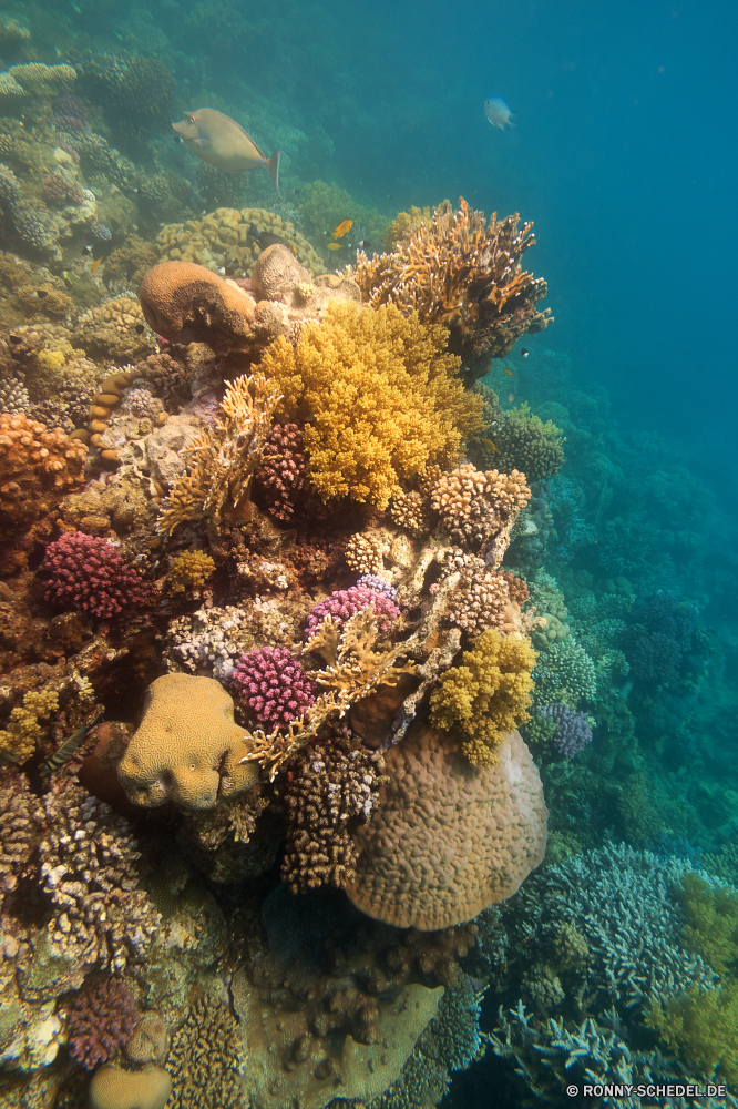 Lahami Bay Coral reef Riff Koralle Unterwasser Grat Fisch Meer Ozean Tauchen Tropischer Wasser Marine natürliche Höhe aquatische Tier Salzwasser Tauchgang exotische Tauchen Kolonie Sonnenlicht geologische formation Reisen tief Sonne Urlaub bunte Leben Polyp Sonnenstrahl erkunden Exploration Tourismus hell coelenterate Strahlen Orte Hirnkoralle Taucher Wirbellose Strahl Traum Unterwasser Wildtiere unter Blasen Entspannung Farbe unter unter Steinkorallen Fische Schwimmen seelandschaft Scuba diving nass Anemone Aquarium Schule 3D Salz Licht Tiefe welligkeit klar Sonnenschein Oberfläche Sommer weiche Schnorcheln Urlaub Ruhe Sport transparente unter Wasser Szenen Wild Flüssigkeit Tierwelt Klima Abenteuer Tiere ruhige coral reef reef coral underwater ridge fish sea ocean diving tropical water marine natural elevation aquatic animal saltwater dive exotic scuba colony sunlight geological formation travel deep sun vacation colorful life polyp sunbeam explore exploration tourism bright coelenterate rays places brain coral diver invertebrate ray dream undersea wildlife below bubbles relaxation color beneath under stony coral fishes swimming seascape scuba diving wet anemone aquarium school 3d salt light depth ripple clear sunshine surface summer soft snorkeling holiday calm sport transparent submerged scenes wild liquid fauna climate adventure animals tranquil