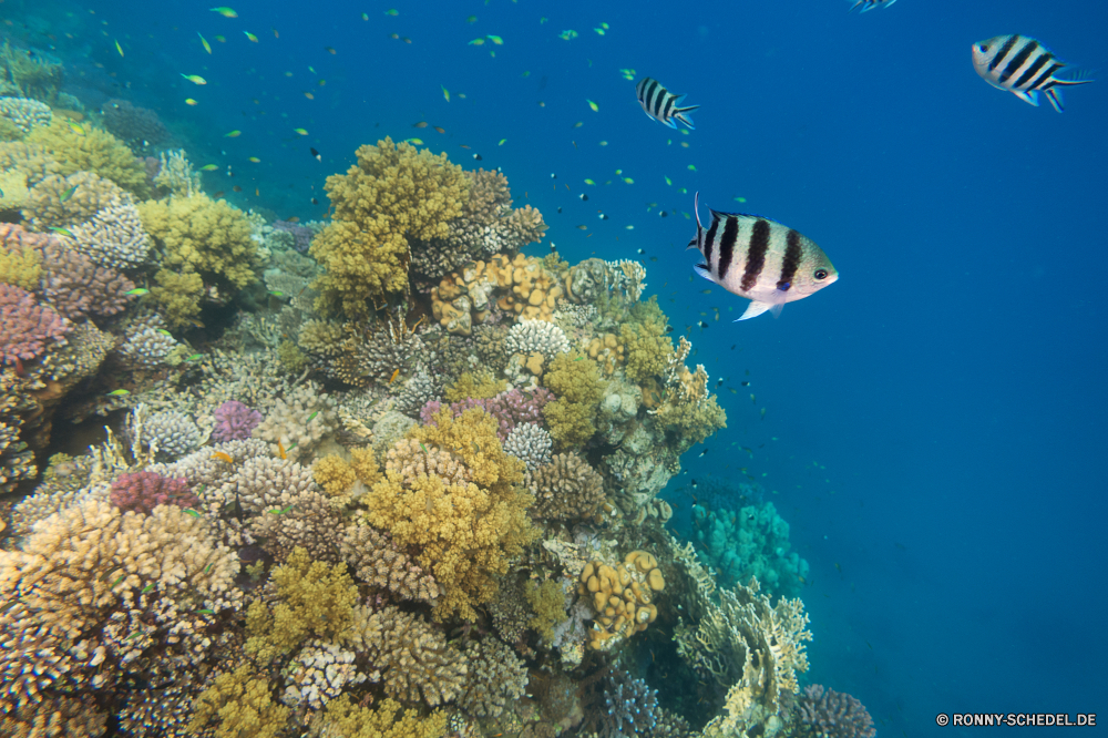 Lahami Bay Coral reef Riff Grat Unterwasser Fisch Koralle Meer natürliche Höhe Ozean Tauchen Tropischer Wasser aquatische Marine Salzwasser Tier Tauchen Tauchgang exotische geologische formation Sonnenlicht Sonne Reisen Kolonie Sonnenstrahl tief bunte Taucher erkunden hell Exploration Tourismus unter unter Leben Strahlen Urlaub Strahl seelandschaft Blasen Traum Orte Entspannung Unterwasser Farbe Licht 3D unter Scuba diving Schule nass Tiefe Sonnenschein unter Wasser Fische Scuba diver Oberfläche welligkeit Sommer weiche Sonnenstrahlen Salz Aquarium gelassene See Landschaft Szenen Baum Schwimmen Raum Ruhe Wildtiere Urlaub ins Rollen klar Ruhe gerendert ruhige frisch transparente Kopie coral reef reef ridge underwater fish coral sea natural elevation ocean diving tropical water aquatic marine saltwater animal scuba dive exotic geological formation sunlight sun travel colony sunbeam deep colorful diver explore bright exploration tourism beneath below life rays vacation ray seascape bubbles dream places relaxation undersea color light 3d under scuba diving school wet depth sunshine submerged fishes scuba diver surface ripple summer soft sunbeams salt aquarium serene lake landscape scenes tree swimming space calm wildlife holiday rolling clear tranquility rendered tranquil fresh transparent copy