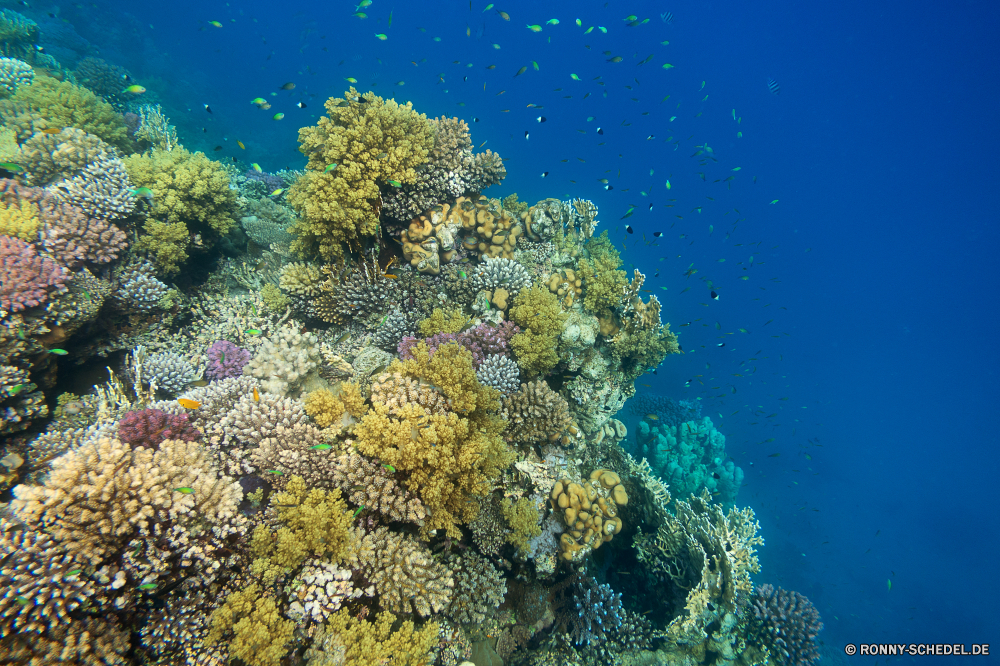 Lahami Bay Coral reef Riff Grat Koralle Unterwasser Fisch natürliche Höhe Meer Ozean Tropischer Tauchen Marine Wasser aquatische Tier Tauchgang Salzwasser exotische Tauchen geologische formation Kolonie Sonnenlicht Reisen Sonne bunte Sonnenstrahl Exploration tief Urlaub erkunden Tourismus Leben Strahlen Orte hell Taucher Traum unter unter Entspannung Strahl unter seelandschaft Blasen Fische Farbe 3D Unterwasser Schule Licht Scuba diving Tiefe nass Salz Oberfläche Ruhe Sommer ruhige unter Wasser Szenen Wildtiere Schwimmen welligkeit gelassene Sonnenschein See weiche Landschaft Sonnenstrahlen ins Rollen klar gerendert transparente Aquarium Kopie Urlaub Raum idyllische dunkel Reinheit frisch coral reef reef ridge coral underwater fish natural elevation sea ocean tropical diving marine water aquatic animal dive saltwater exotic scuba geological formation colony sunlight travel sun colorful sunbeam exploration deep vacation explore tourism life rays places bright diver dream beneath below relaxation ray under seascape bubbles fishes color 3d undersea school light scuba diving depth wet salt surface calm summer tranquil submerged scenes wildlife swimming ripple serene sunshine lake soft landscape sunbeams rolling clear rendered transparent aquarium copy holiday space idyllic dark purity fresh