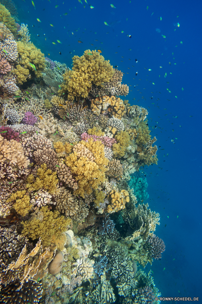 Lahami Bay Coral reef Riff Grat Unterwasser Koralle Fisch Meer natürliche Höhe Ozean aquatische Marine Tropischer Tauchen Wasser Tier Salzwasser Tauchgang exotische geologische formation Sonnenlicht Tauchen Kolonie Sonne Sonnenstrahl Reisen bunte Exploration Strahlen Urlaub erkunden Tourismus hell tief Strahl Leben Taucher unter unter Orte Traum Entspannung nass Farbe Sonnenschein Unterwasser welligkeit Blasen Licht unter seelandschaft 3D Salz Flüssigkeit Scuba diving Schule Fische transparente Reinheit frische Luft weiche Oberfläche klar Aquarium Ruhe frisch Erholung Landschaft Anemone unter Wasser Tiefe Urlaub gelassene Harmonie Sommer Park Sonnenstrahlen Szenen Baum Bewegung See nationalen Wildtiere Kopie Himmel coral reef reef ridge underwater coral fish sea natural elevation ocean aquatic marine tropical diving water animal saltwater dive exotic geological formation sunlight scuba colony sun sunbeam travel colorful exploration rays vacation explore tourism bright deep ray life diver beneath below places dream relaxation wet color sunshine undersea ripple bubbles light under seascape 3d salt liquid scuba diving school fishes transparent purity freshness soft surface clear aquarium calm fresh recreation landscape anemone submerged depth holiday serene harmony summer park sunbeams scenes tree movement lake national wildlife copy sky