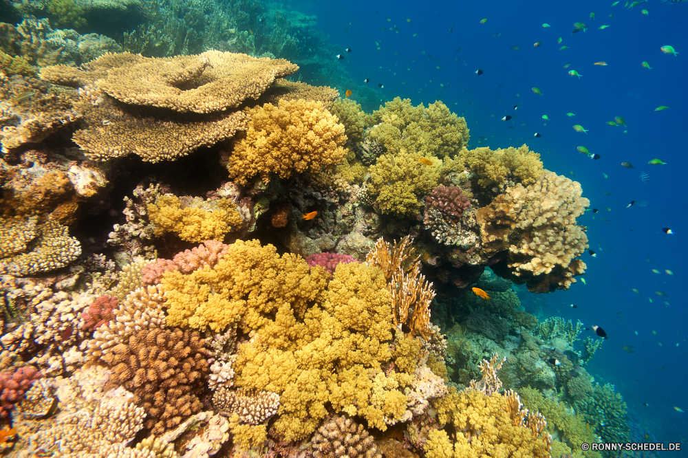 Lahami Bay Coral reef Riff Grat Unterwasser Koralle Fisch Meer natürliche Höhe Ozean Tropischer Tauchen Marine Wasser aquatische Tier Salzwasser Tauchgang exotische geologische formation Tauchen Kolonie Sonnenlicht Reisen Sonne bunte Sonnenstrahl Exploration Urlaub tief erkunden Leben Tourismus Strahlen hell Strahl Orte Traum unter unter Entspannung seelandschaft Taucher Blasen Farbe Unterwasser unter nass 3D Schule Wildtiere Scuba diving Fische Salz Schwimmen welligkeit Licht Oberfläche Sonnenschein Sommer Aquarium Tiefe klar weiche transparente Anemone unter Wasser Szenen Flüssigkeit Urlaub Reinheit Ruhe ruhige Sonnenstrahlen ins Rollen gerendert gelassene Harmonie frische Luft Tiere See Erholung Kopie coral reef reef ridge underwater coral fish sea natural elevation ocean tropical diving marine water aquatic animal saltwater dive exotic geological formation scuba colony sunlight travel sun colorful sunbeam exploration vacation deep explore life tourism rays bright ray places dream below beneath relaxation seascape diver bubbles color undersea under wet 3d school wildlife scuba diving fishes salt swimming ripple light surface sunshine summer aquarium depth clear soft transparent anemone submerged scenes liquid holiday purity calm tranquil sunbeams rolling rendered serene harmony freshness animals lake recreation copy