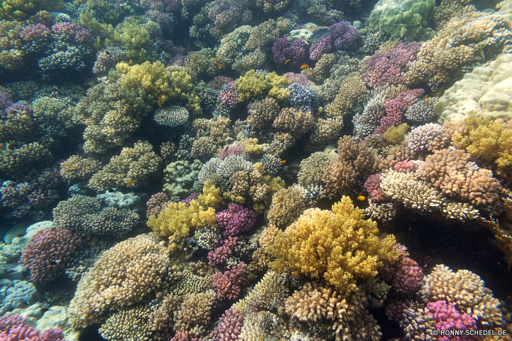 Lahami Bay Coral reef Riff Unterwasser Koralle Fisch Meer Grat Ozean Polyp Tier Tropischer Tauchen Wasser Marine coelenterate natürliche Höhe aquatische Salzwasser Tauchgang Wirbellose Tauchen exotische Reisen Sonnenlicht Kolonie Sonne bunte tief Urlaub Sonnenstrahl geologische formation Exploration Leben erkunden Tourismus Strahlen Strahl unter hell seelandschaft Traum Unterwasser unter Orte Farbe unter Taucher Blasen Entspannung Schwimmen Wildtiere 3D Organismus Scuba diving Aquarium Tiefe Fische nass Salz Oberfläche Sommer Schule Ruhe Licht Anemone unter Wasser Szenen klar welligkeit Sonnenschein Tiere ruhige weiche Sonnenstrahlen ins Rollen gerendert Urlaub gelassene idyllische horizontale See friedliche Kopie atmosphärische Wellen Schnorcheln hilfst du Wild Ruhe Raum Klima dunkel transparente coral reef reef underwater coral fish sea ridge ocean polyp animal tropical diving water marine coelenterate natural elevation aquatic saltwater dive invertebrate scuba exotic travel sunlight colony sun colorful deep vacation sunbeam geological formation exploration life explore tourism rays ray below bright seascape dream undersea beneath places color under diver bubbles relaxation swimming wildlife 3d organism scuba diving aquarium depth fishes wet salt surface summer school calm light anemone submerged scenes clear ripple sunshine animals tranquil soft sunbeams rolling rendered holiday serene idyllic horizontal lake peaceful copy waves atmospheric snorkeling inviting wild tranquility space climate dark transparent